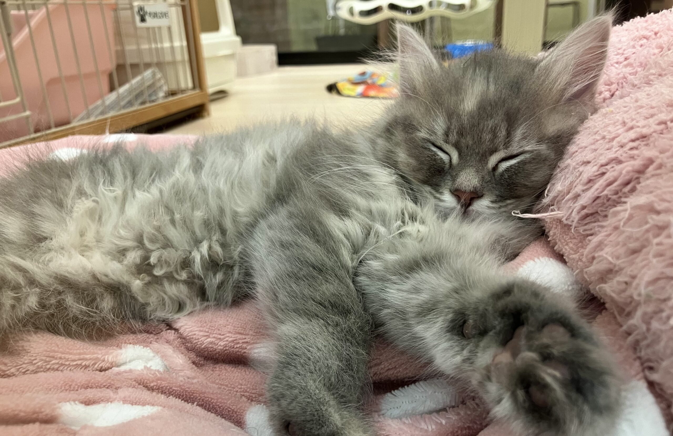 ✨🐱ネコちゃんのご紹介🐱✨