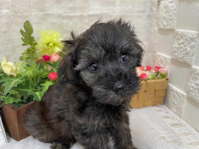 白石店の可愛いMIXの女の子👧