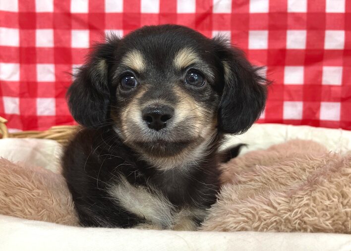 ☆NEWおすすめ犬☆