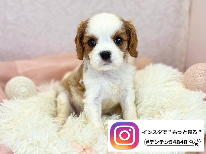 ✨にゅ～ふぇいす✨