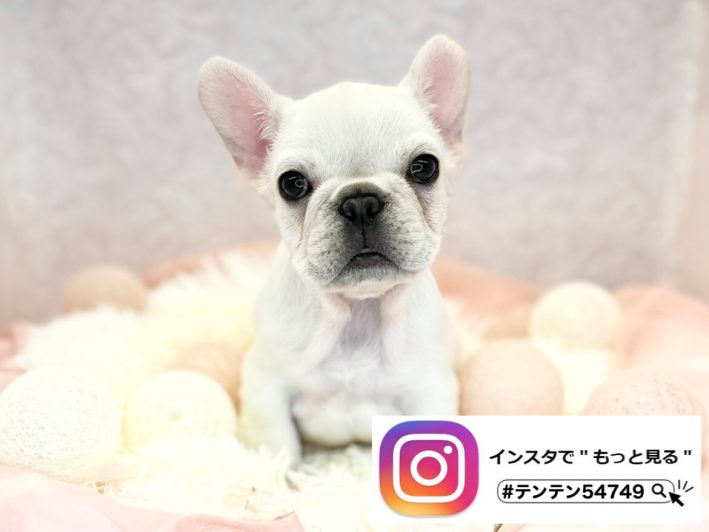 フレブルくん♡