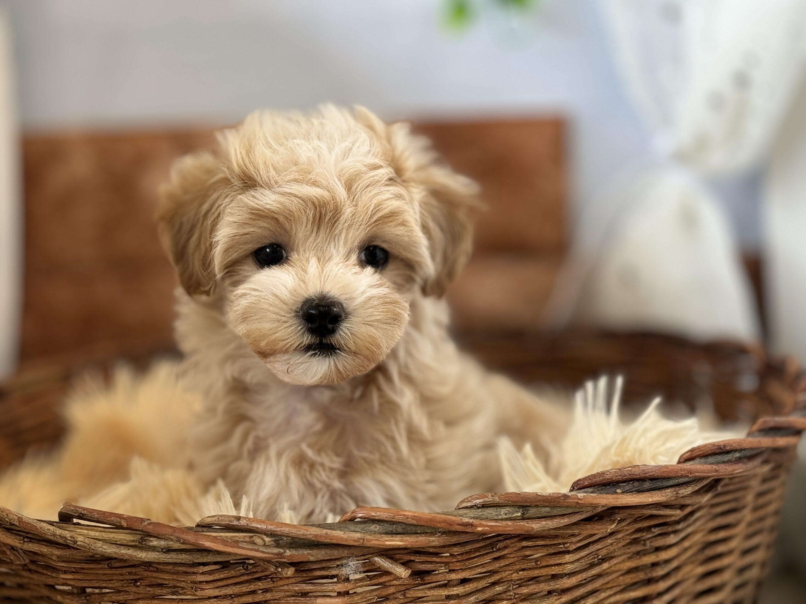 ★★おすすめ犬卒業★★