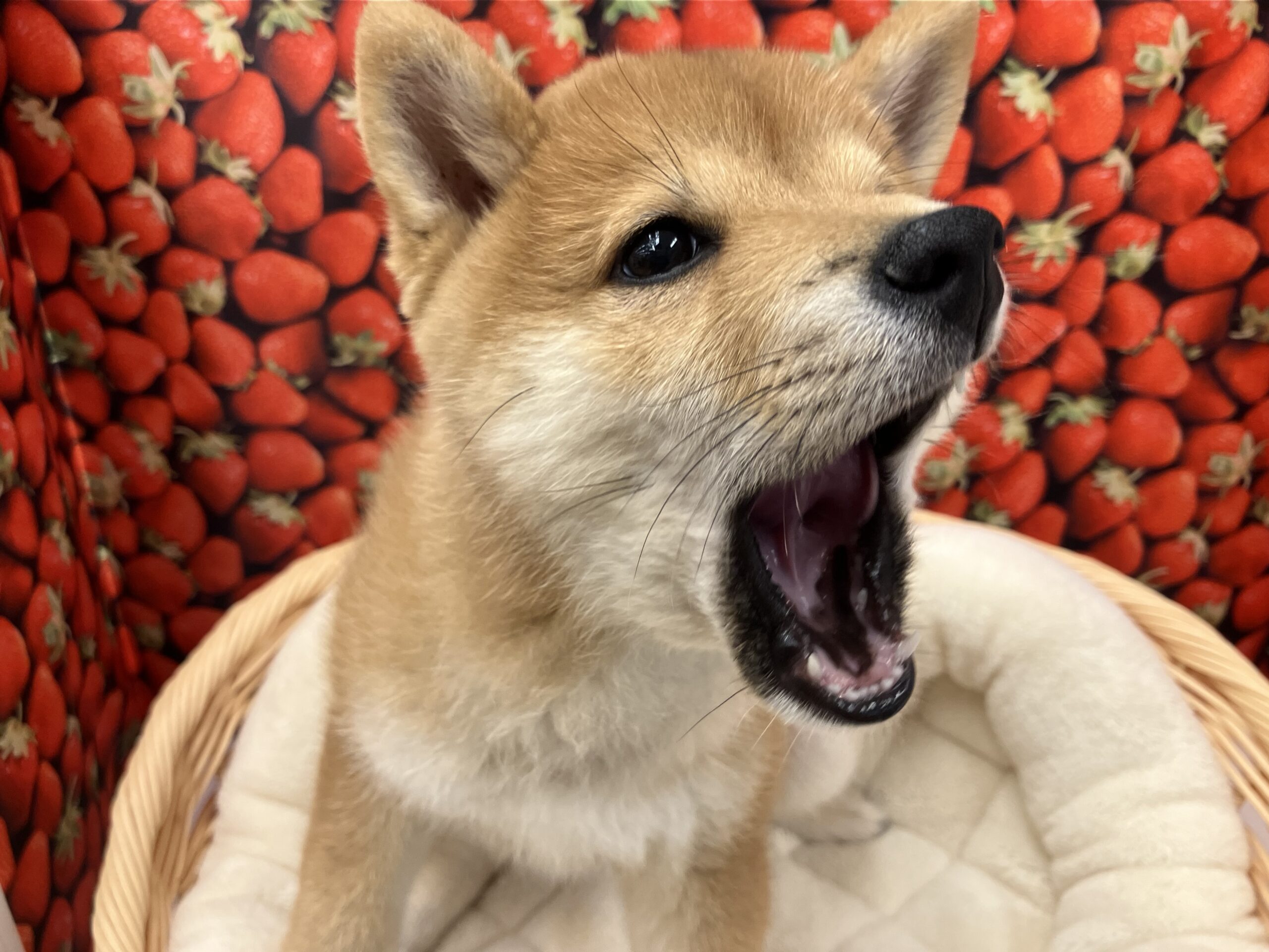 ⭐︎お知らせ⭐︎