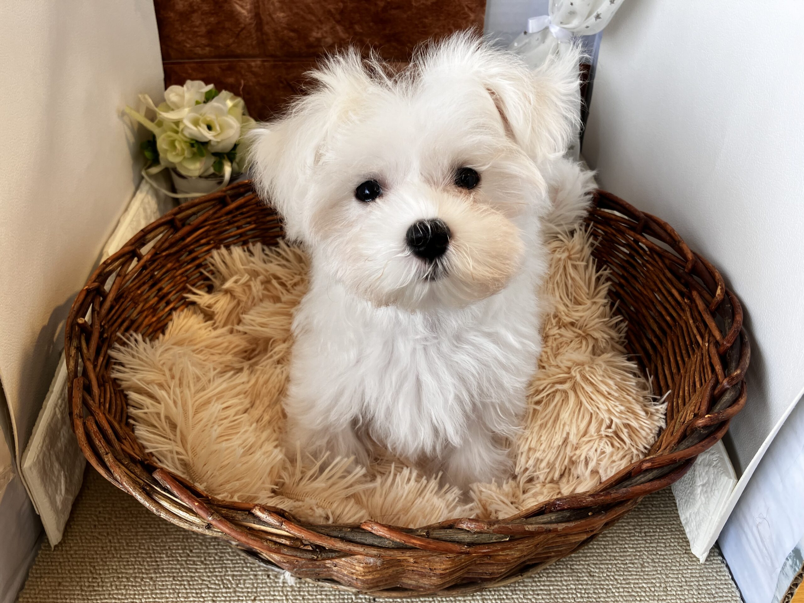 ★★おすすめ犬決定★★