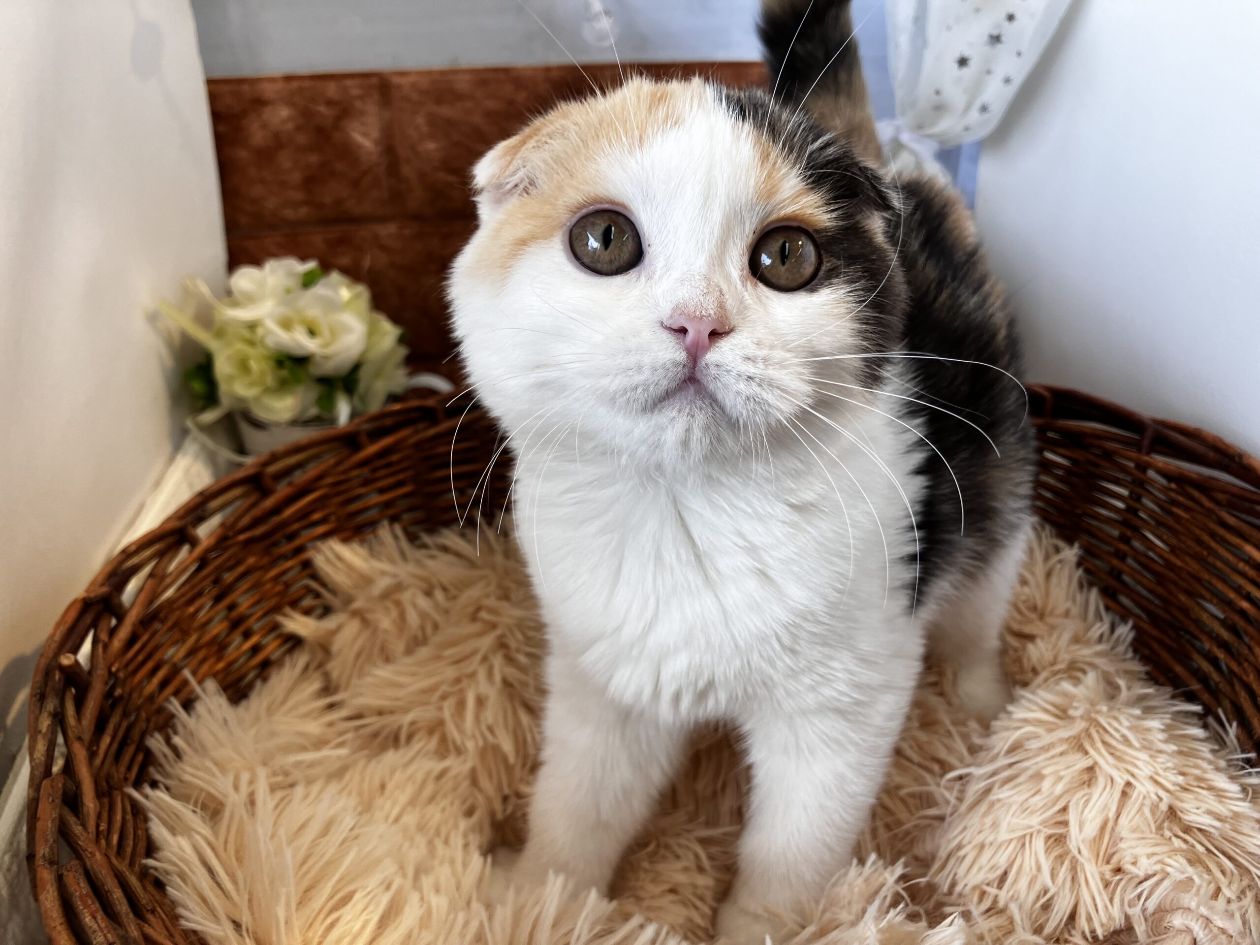 ♡スコちゃん♡