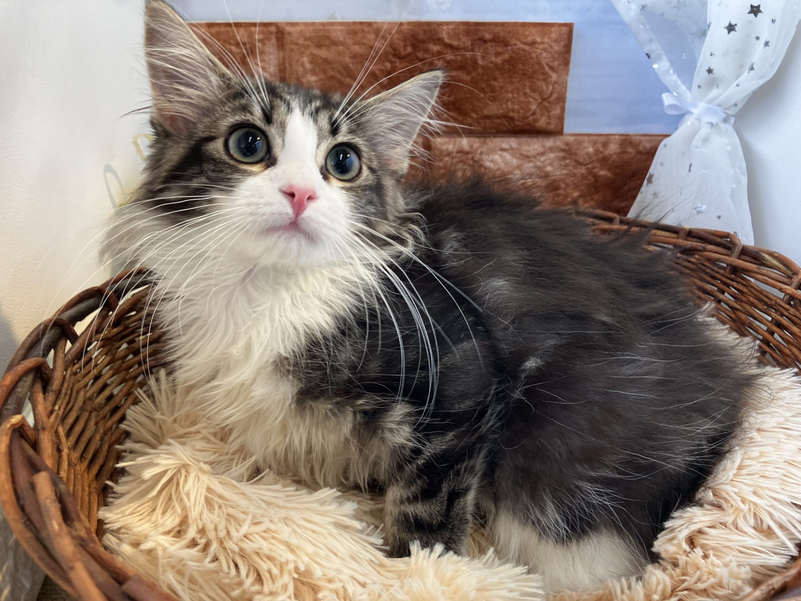 ♡♡猫ちゃん仲間入り♡♡