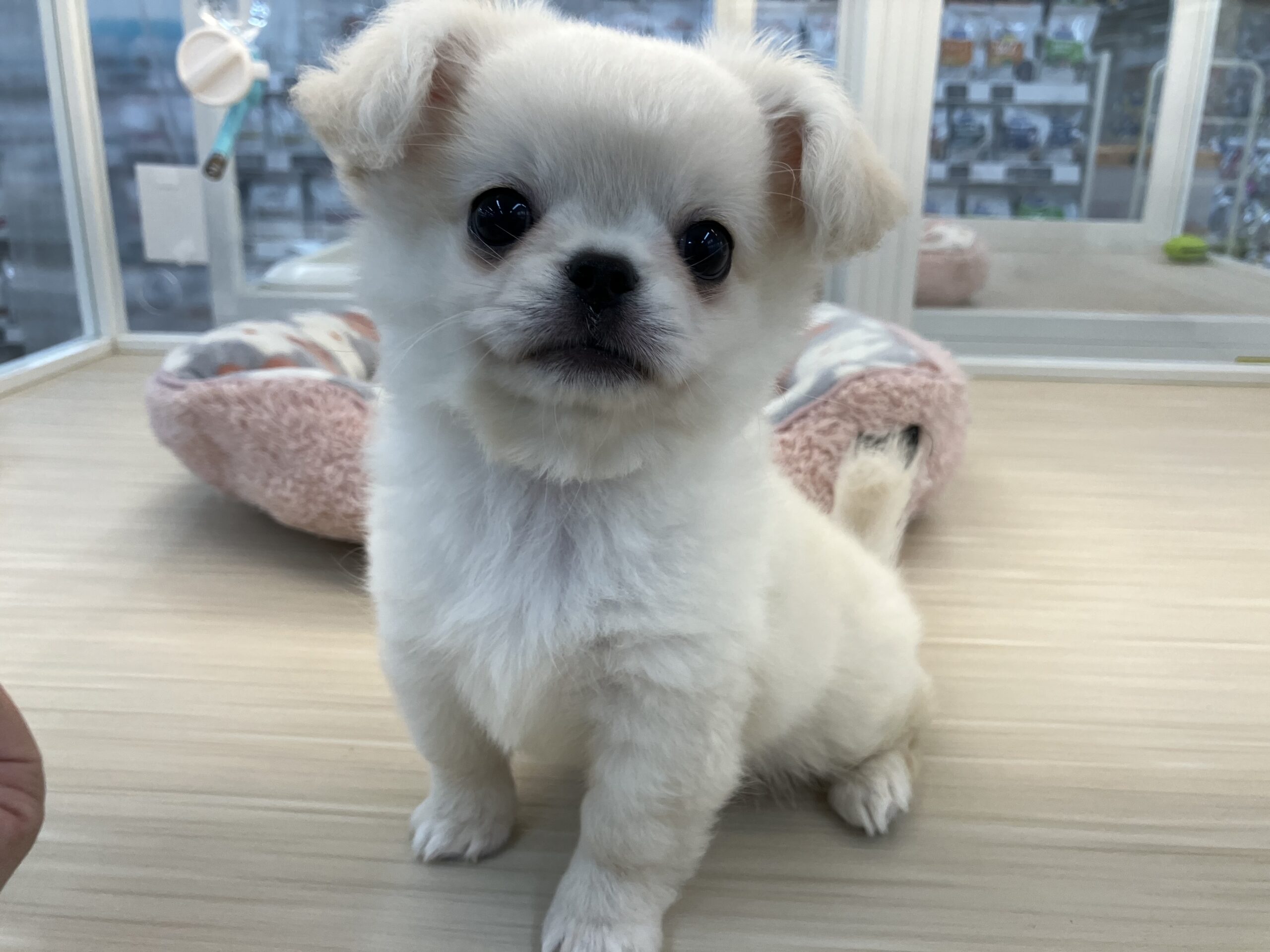 小樽店のかわいいワンちゃんネコちゃん☆