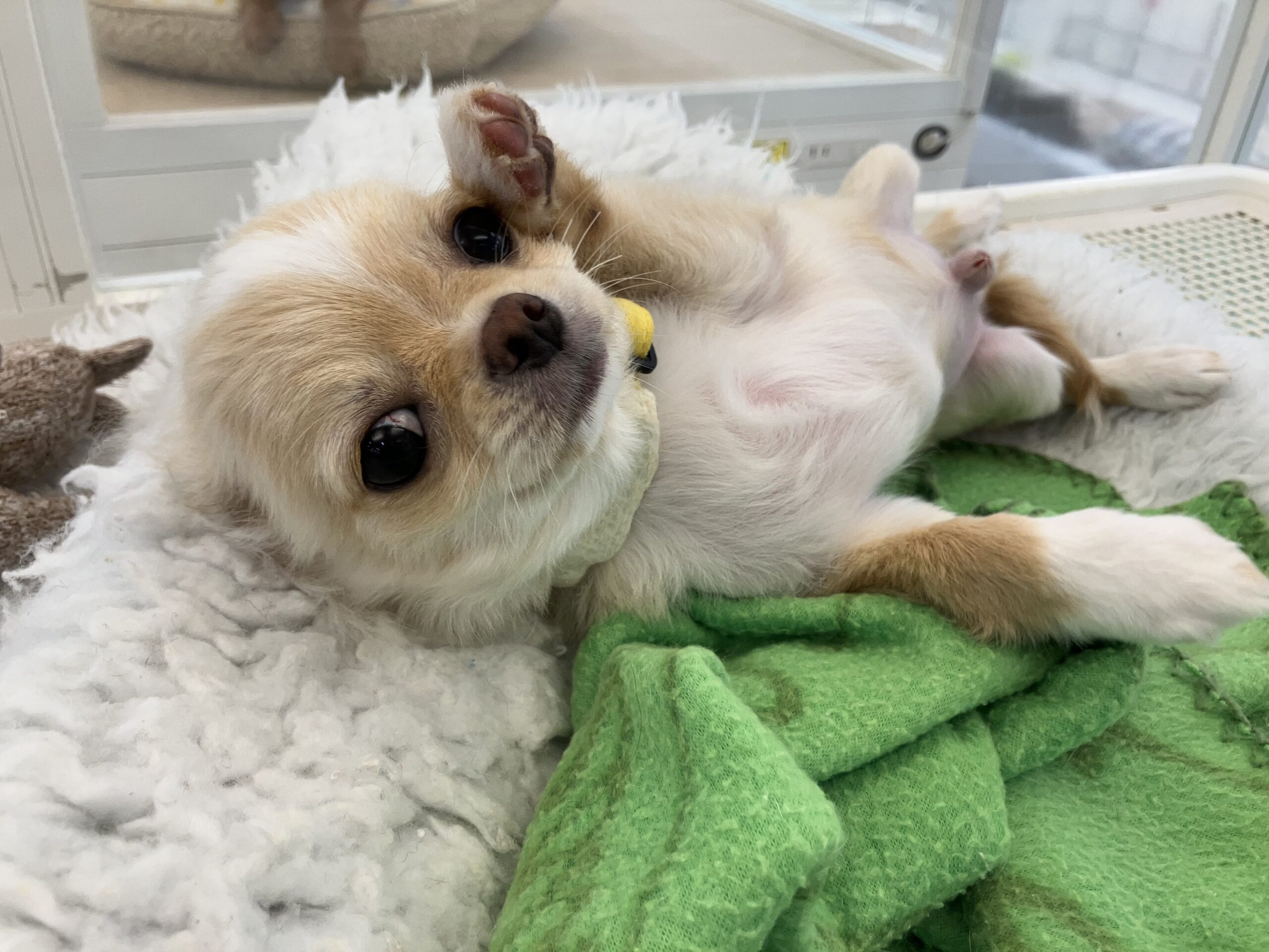 小樽店おすすめ犬💛