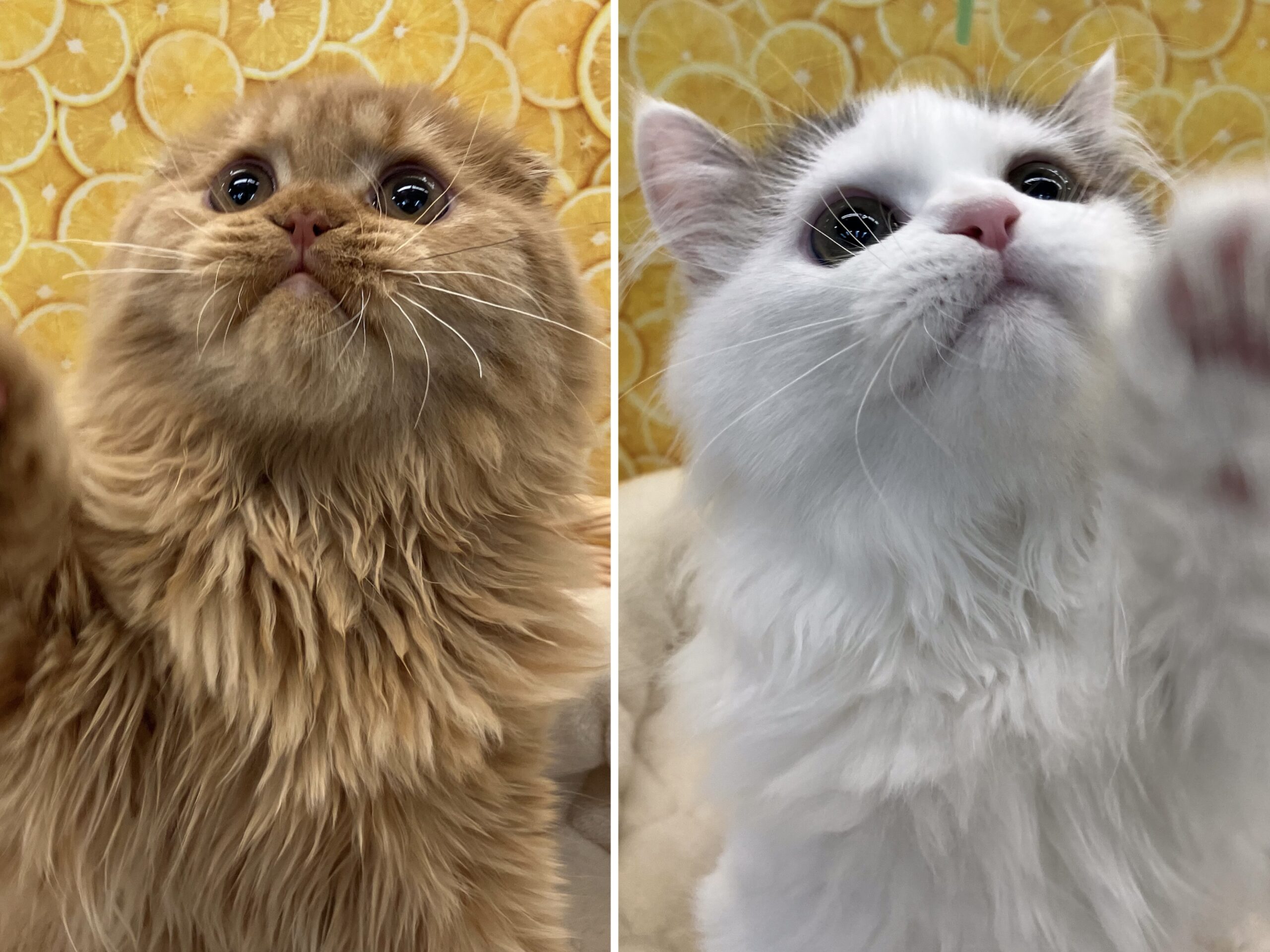 ☆もふもふッズ☆