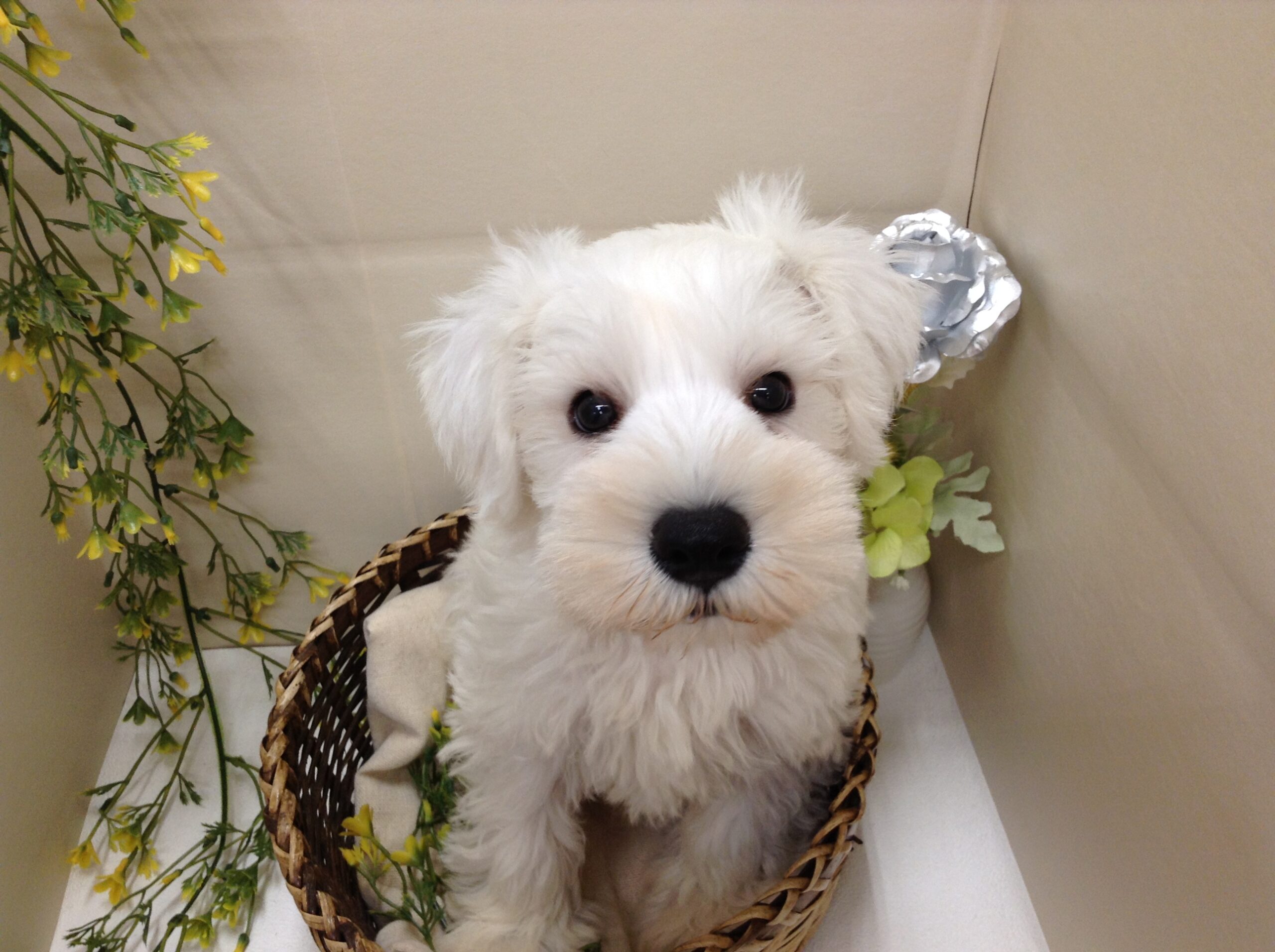 オススメわんこバトンタッチ✋✨