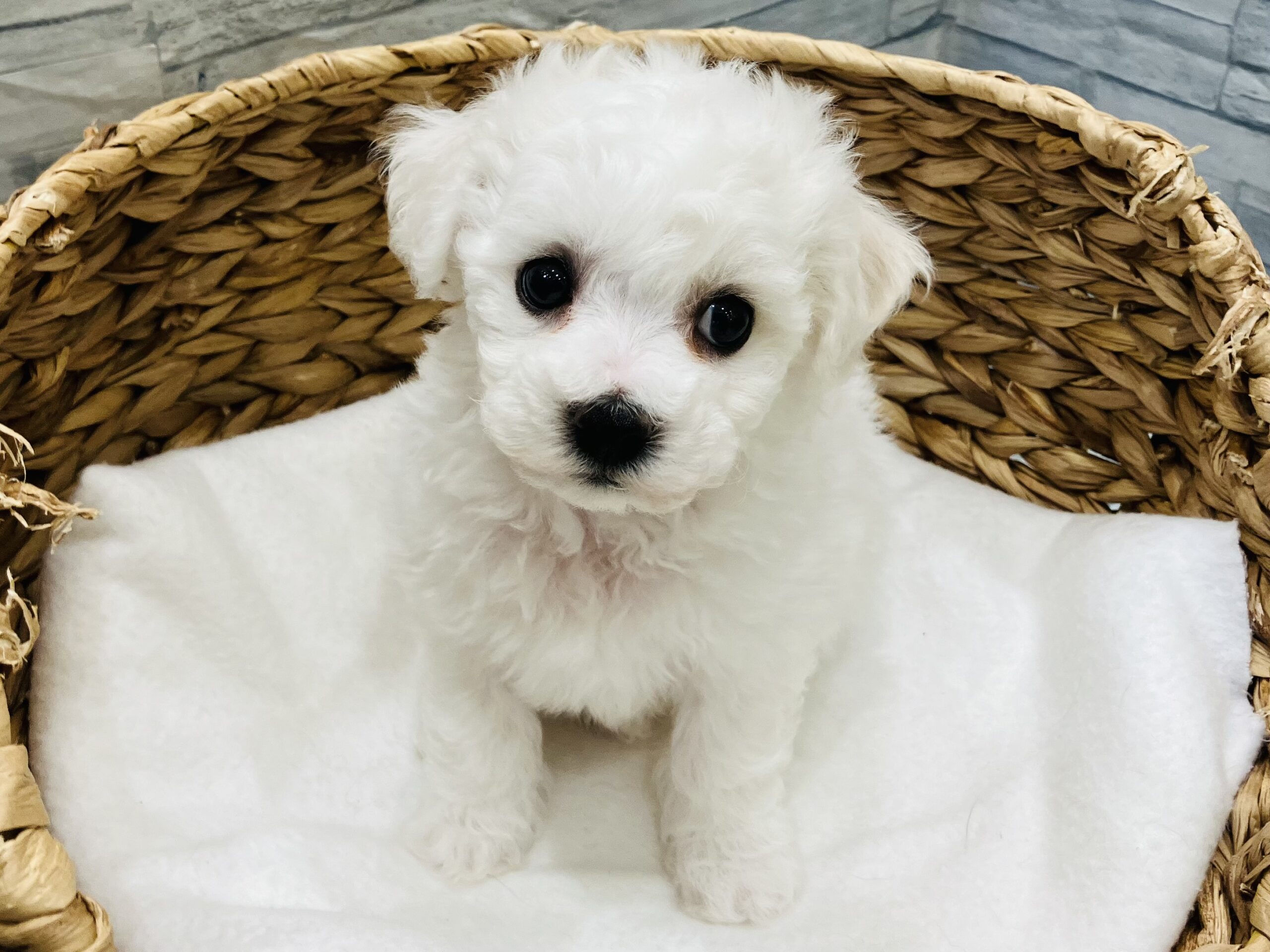 おすすめ犬バトンタッチ✨