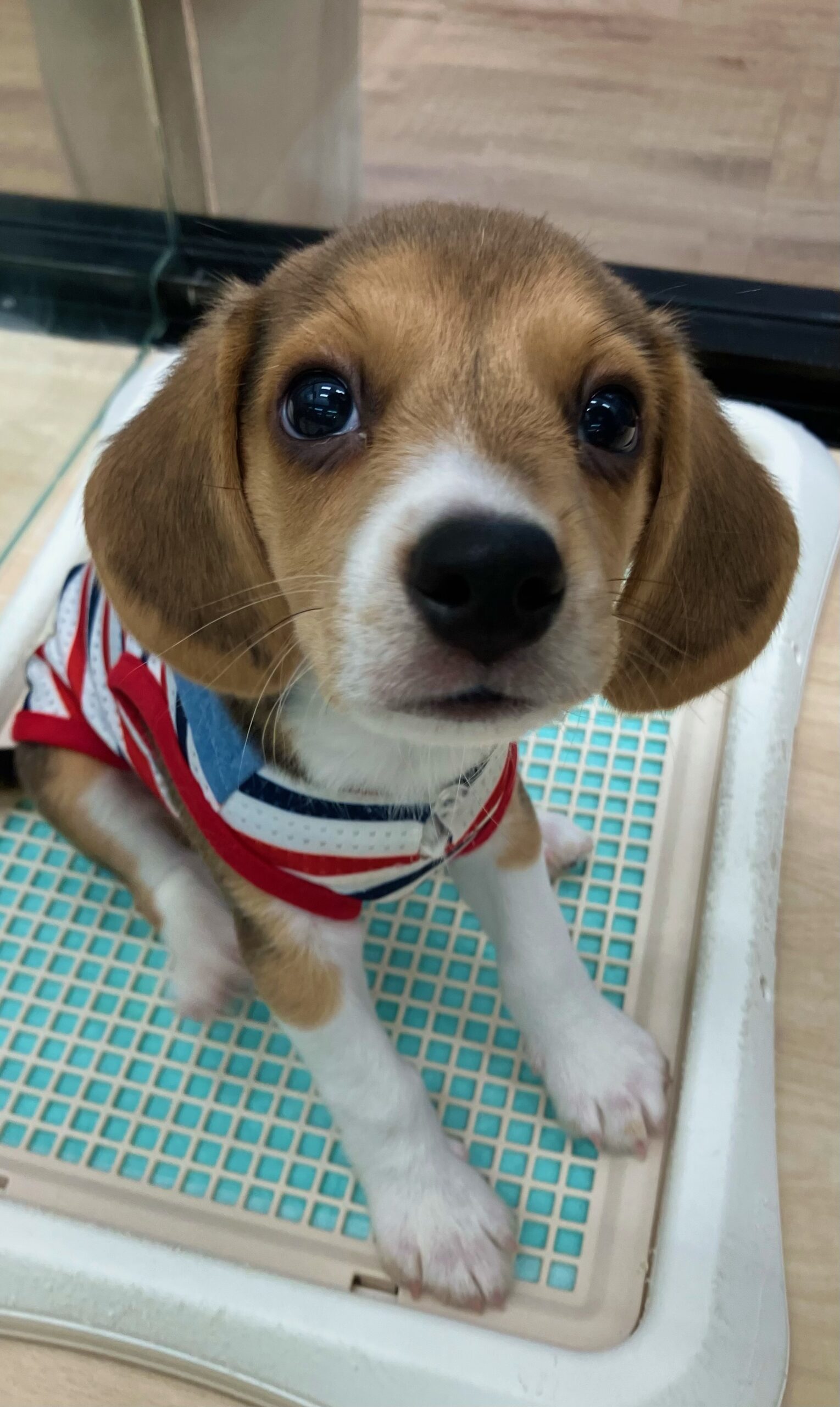 ✨🐶おすすめ犬バトンタッチ🐱✨