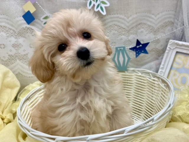 💕オススメ犬バトンタッチ💕