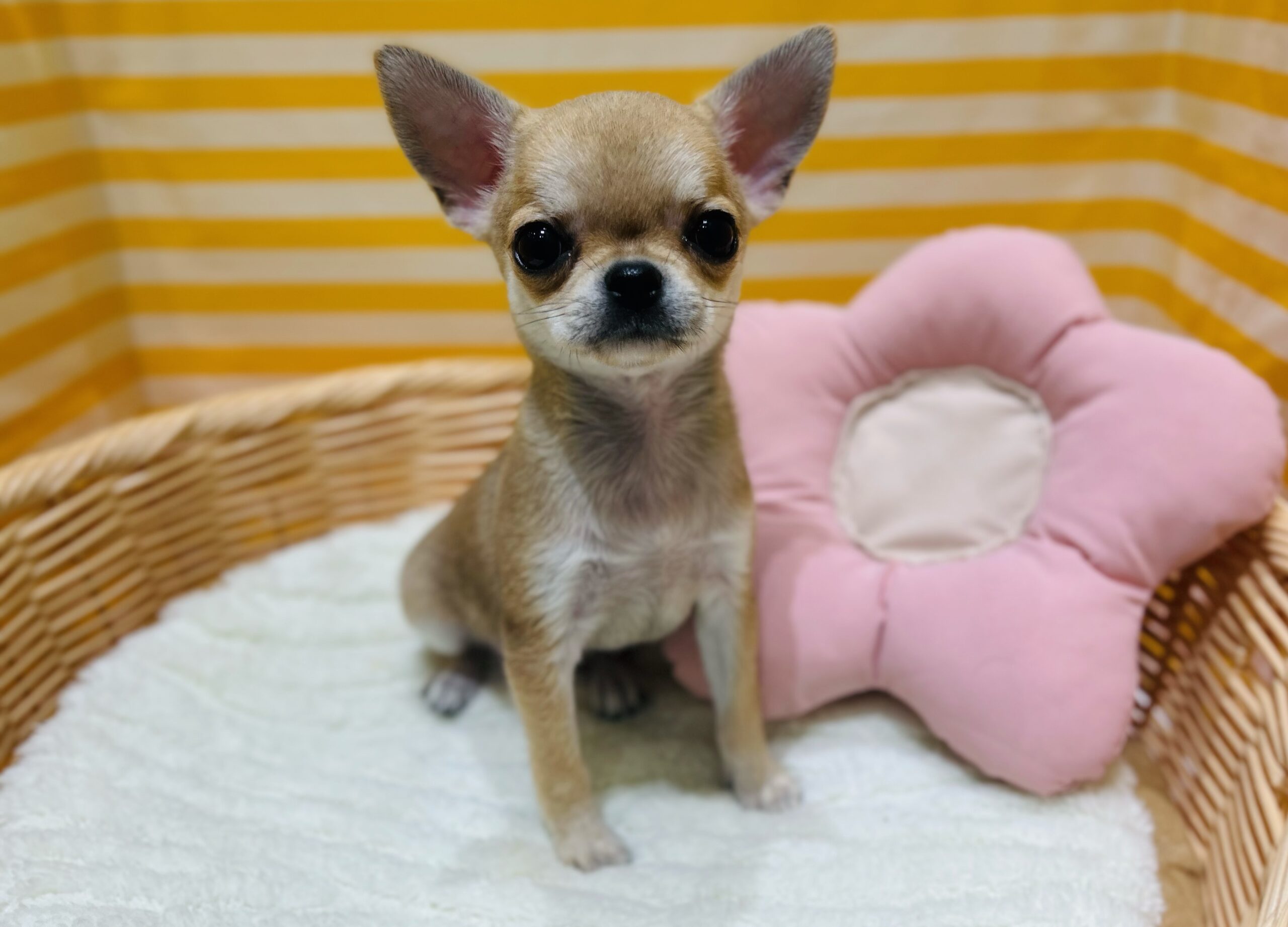 ✨🐶NEW　FACE🐱✨