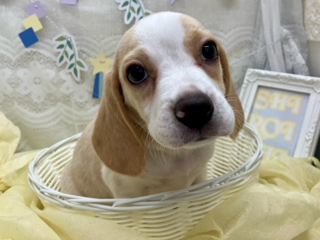 オススメ犬のご紹介です💕