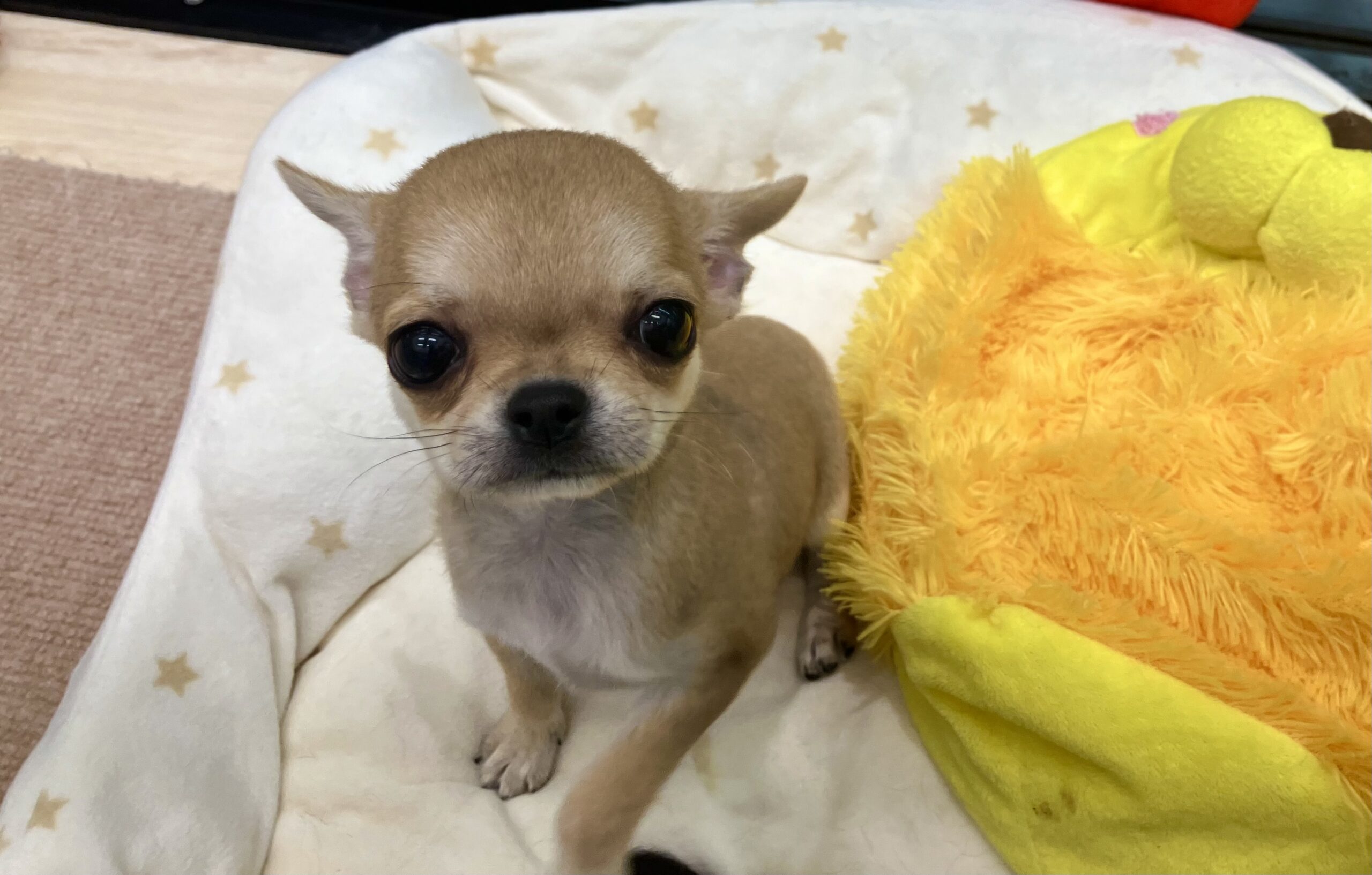 ✨🐶おすすめ犬バトンタッチ🐱✨