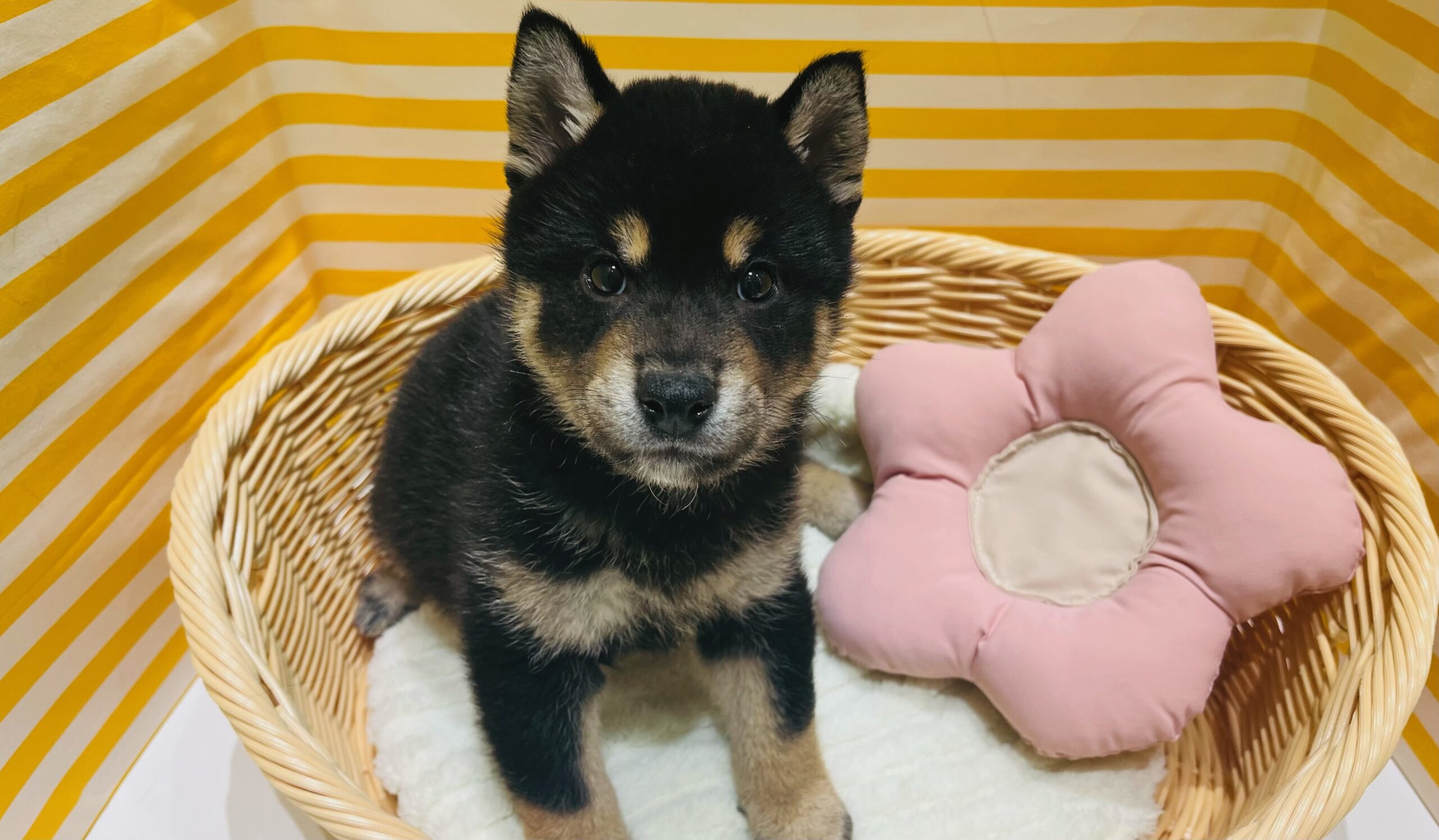 ✨🐶NEW　FACE🐱✨