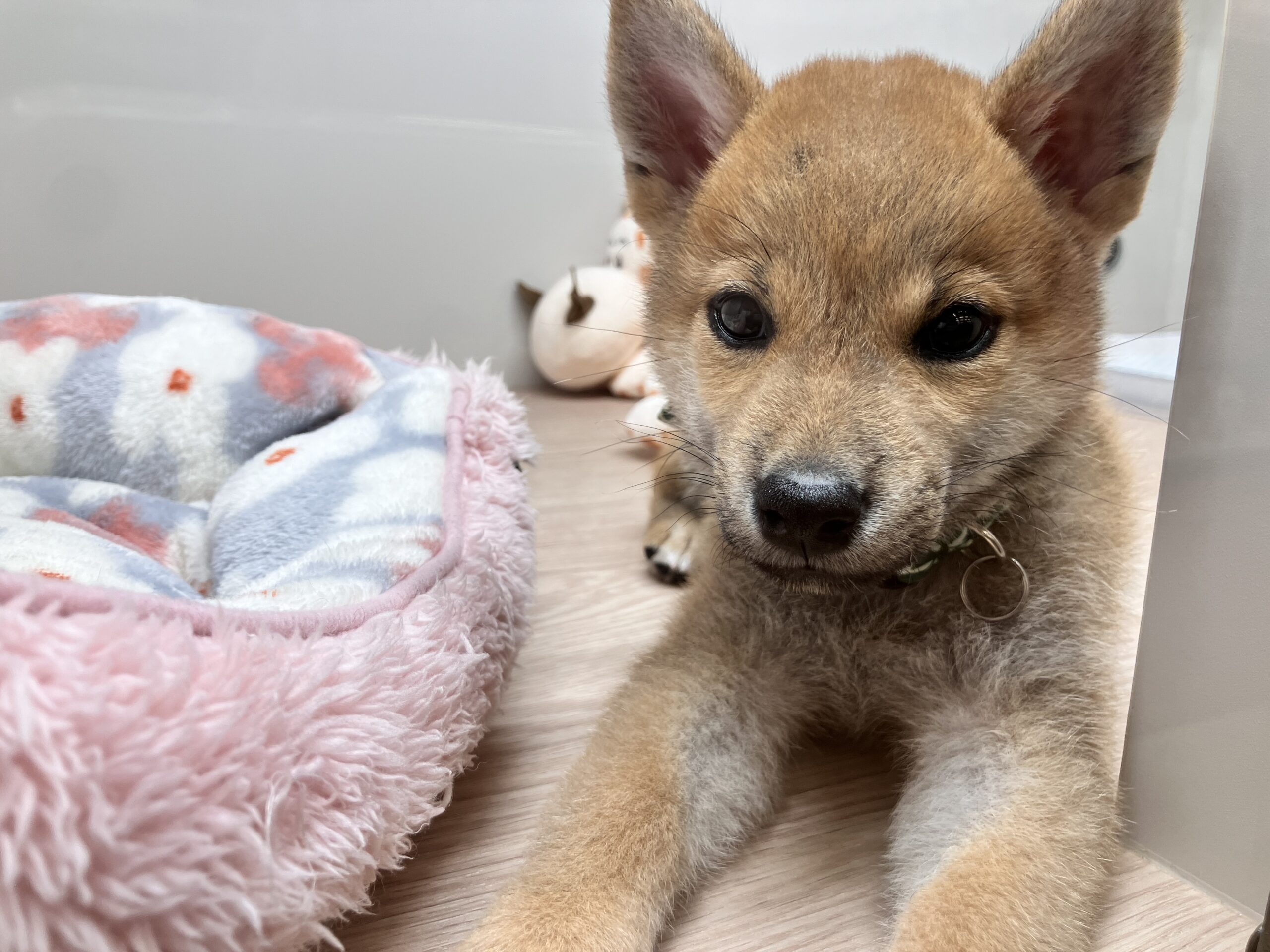 🐾おすすめ犬🐾