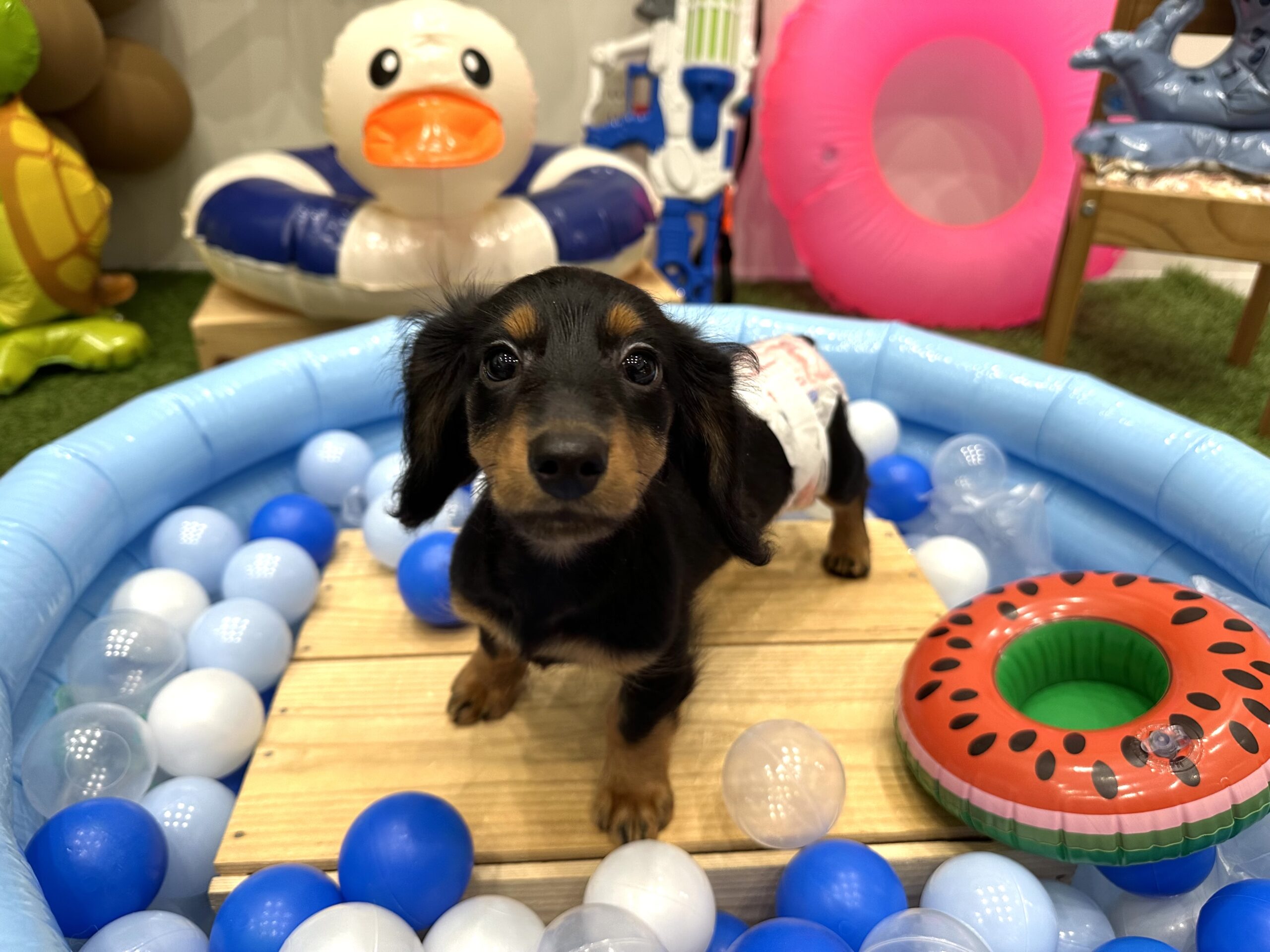 ダックスちゃんが入店しました！