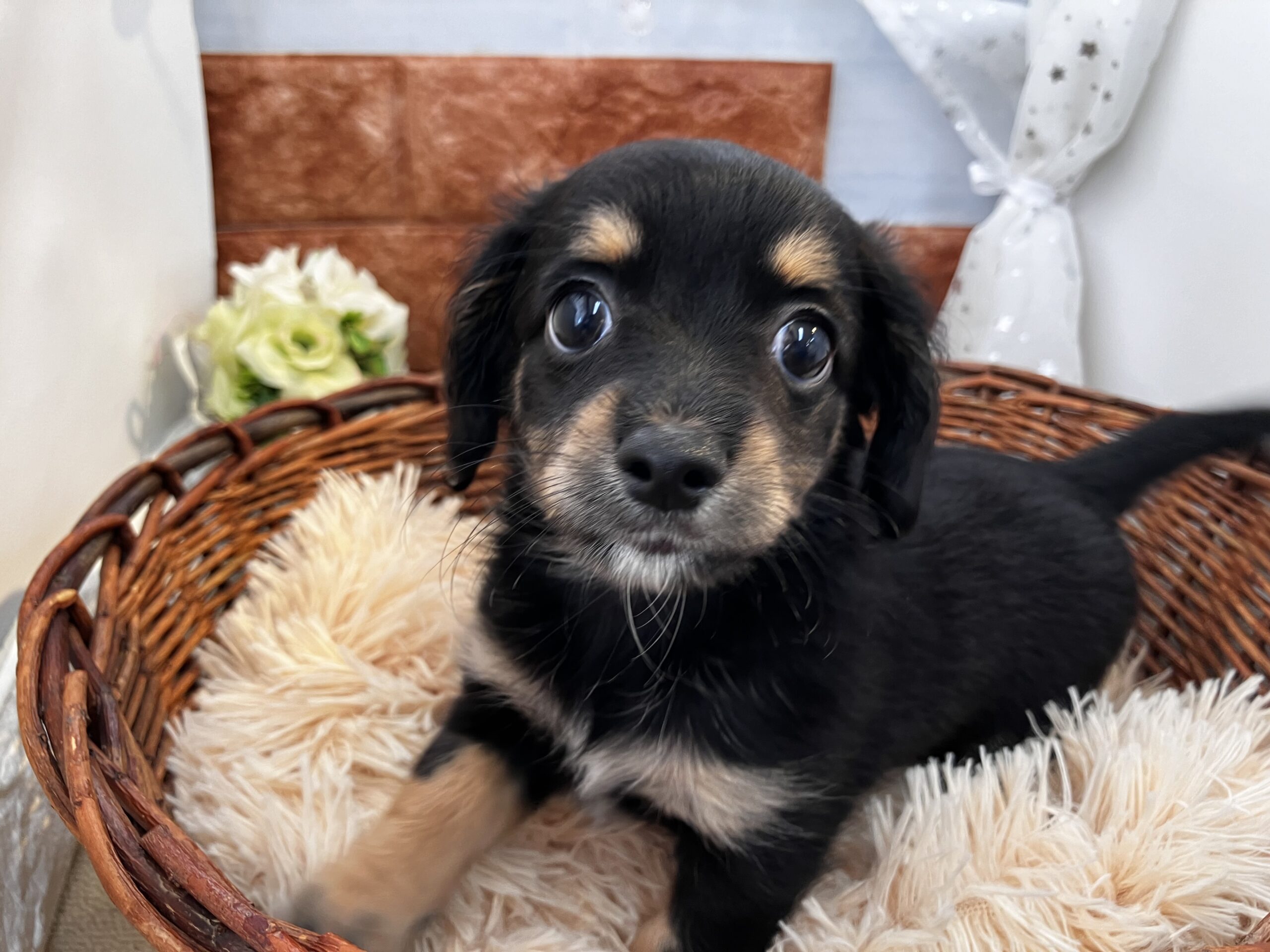 ★★おすすめ犬卒業＆任命★★