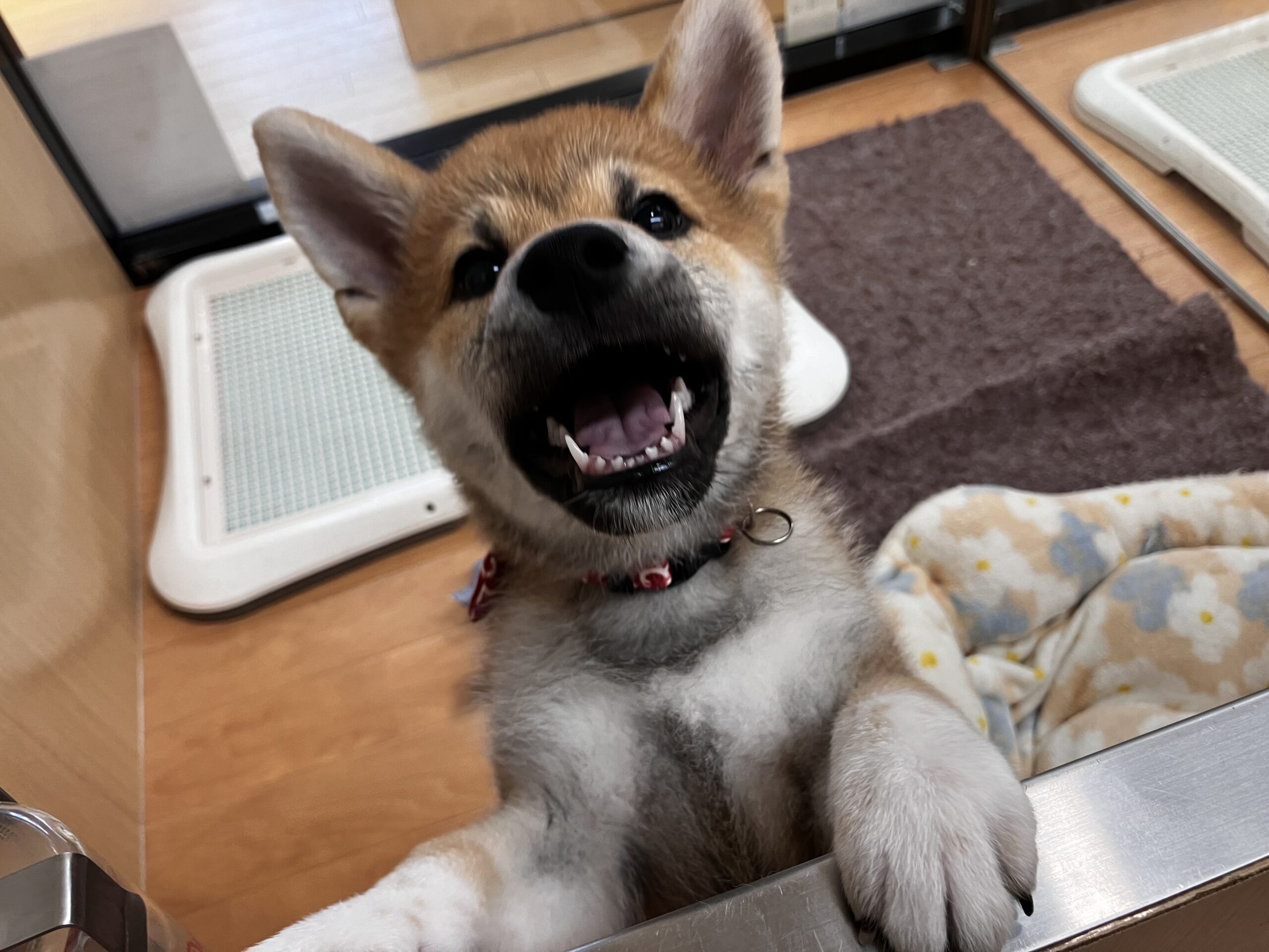 ♡笑顔な柴くん♡