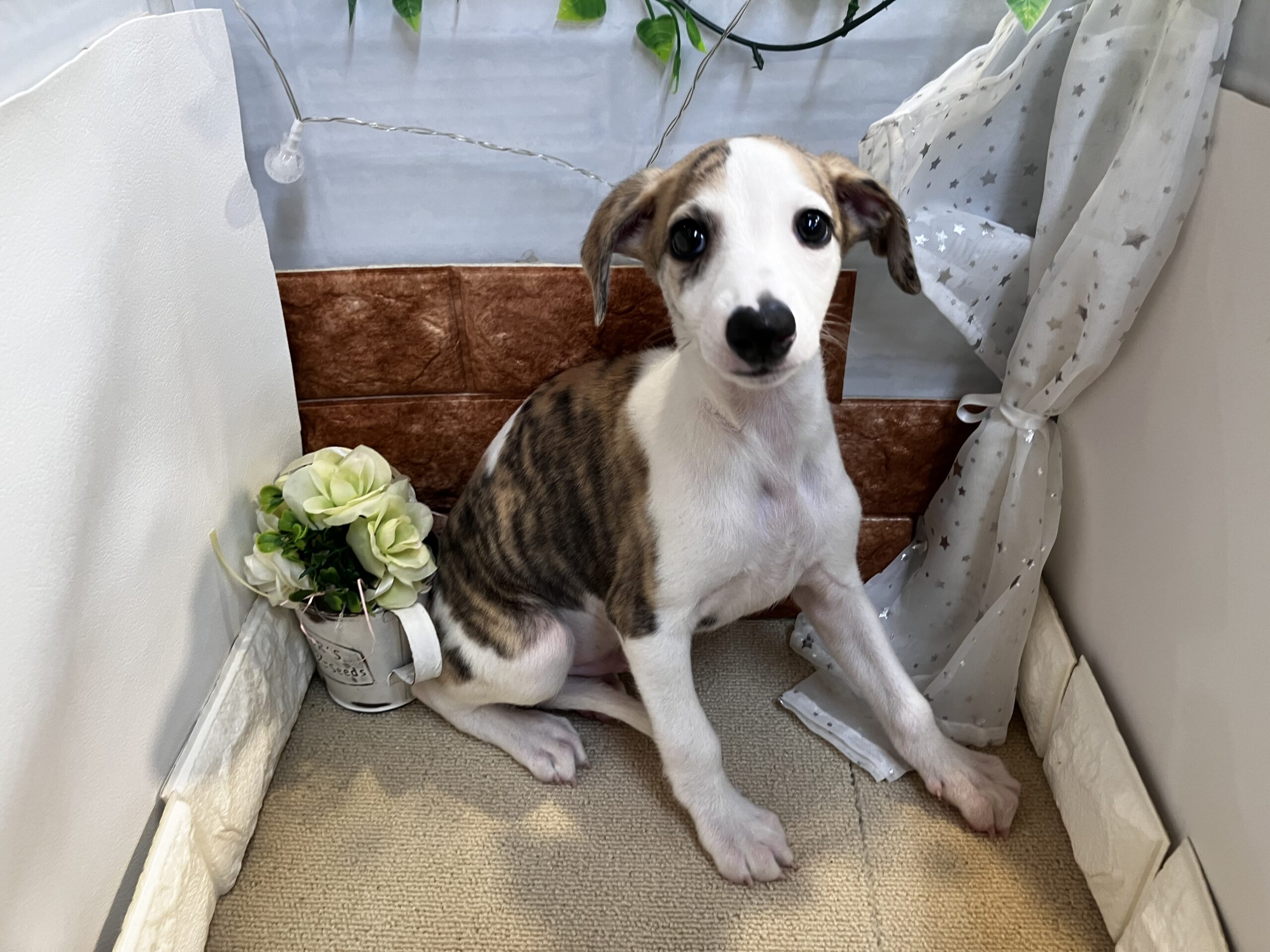 ★ＮＥＷおすすめ犬★