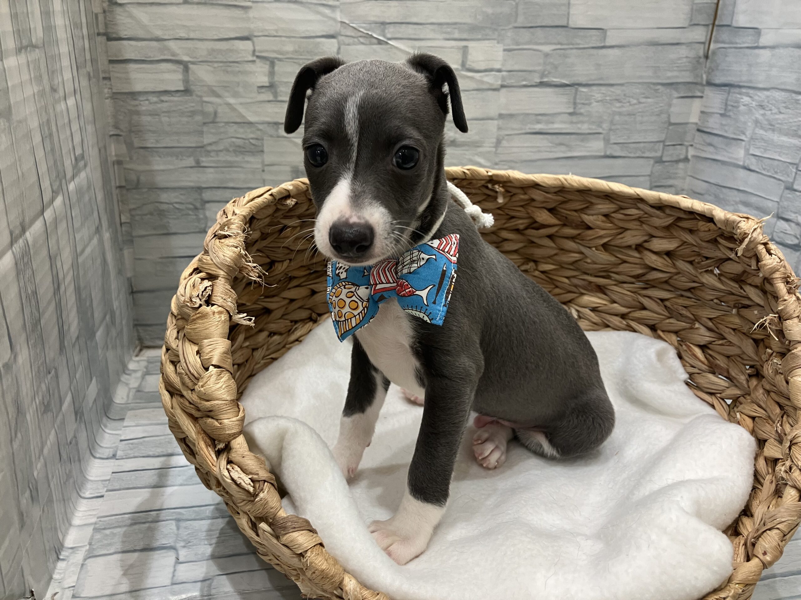 おすすめ犬バトンタッチ💕