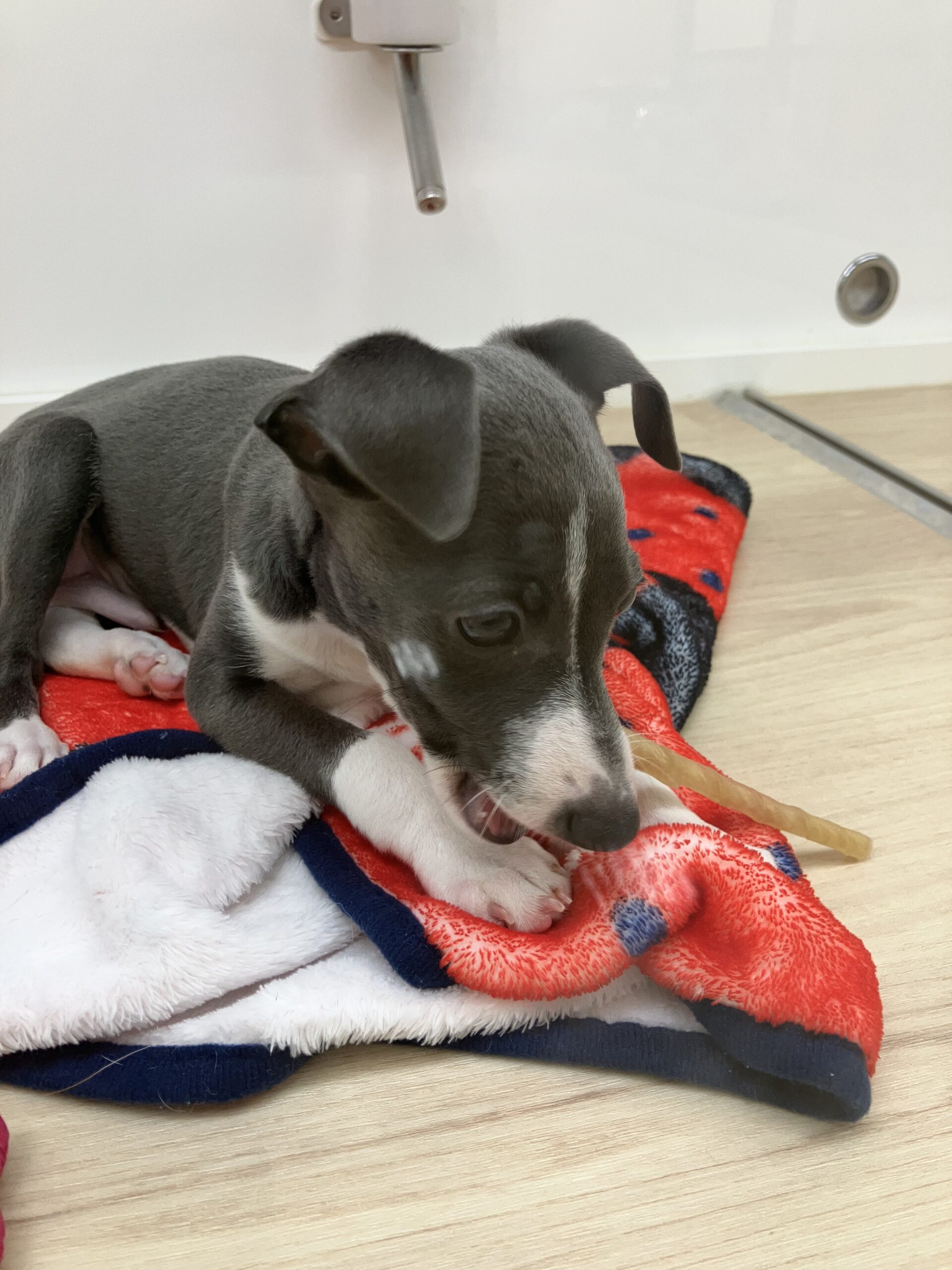 ガムもらったよ！！