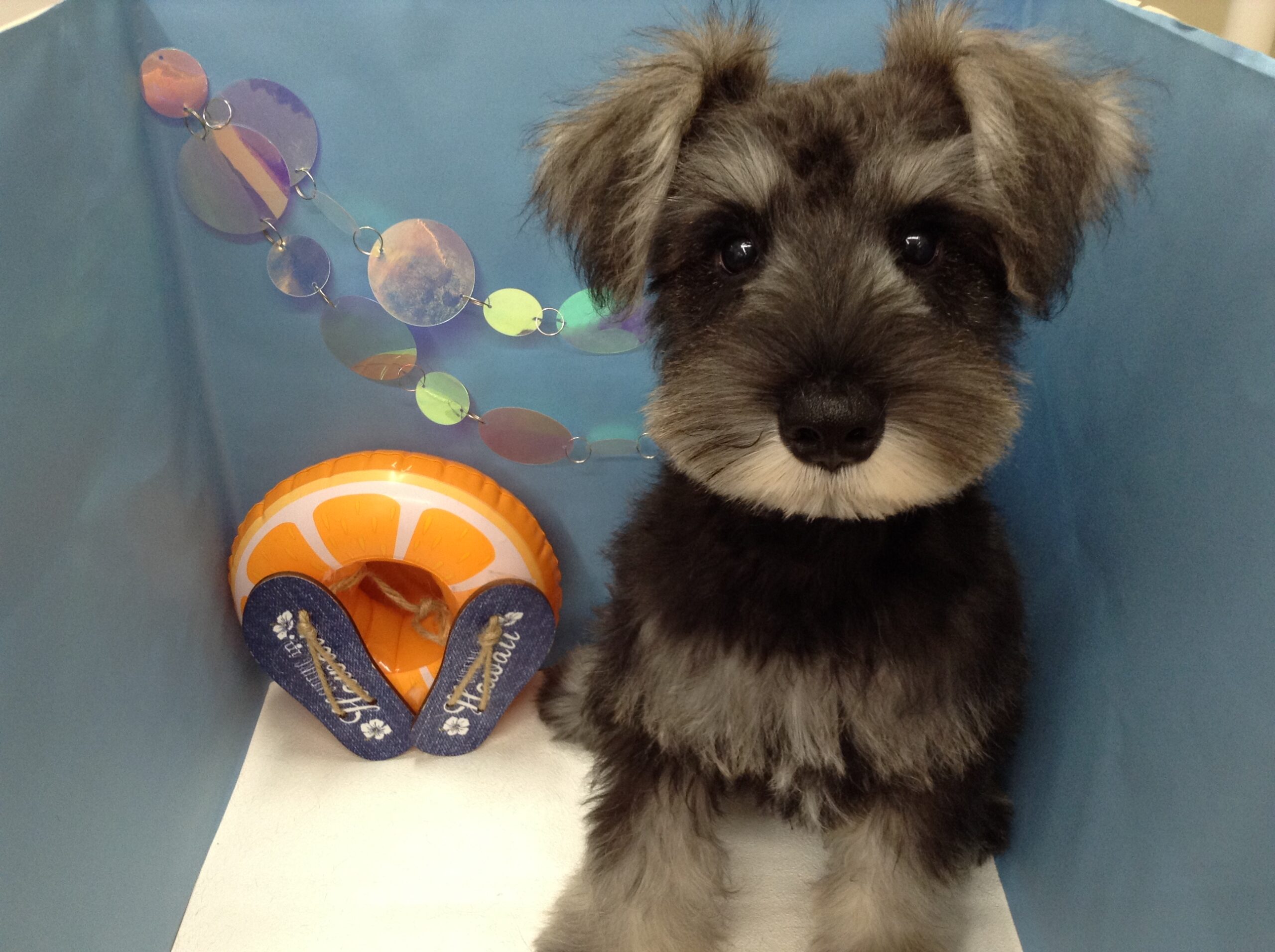 おめかしシュナ君💗