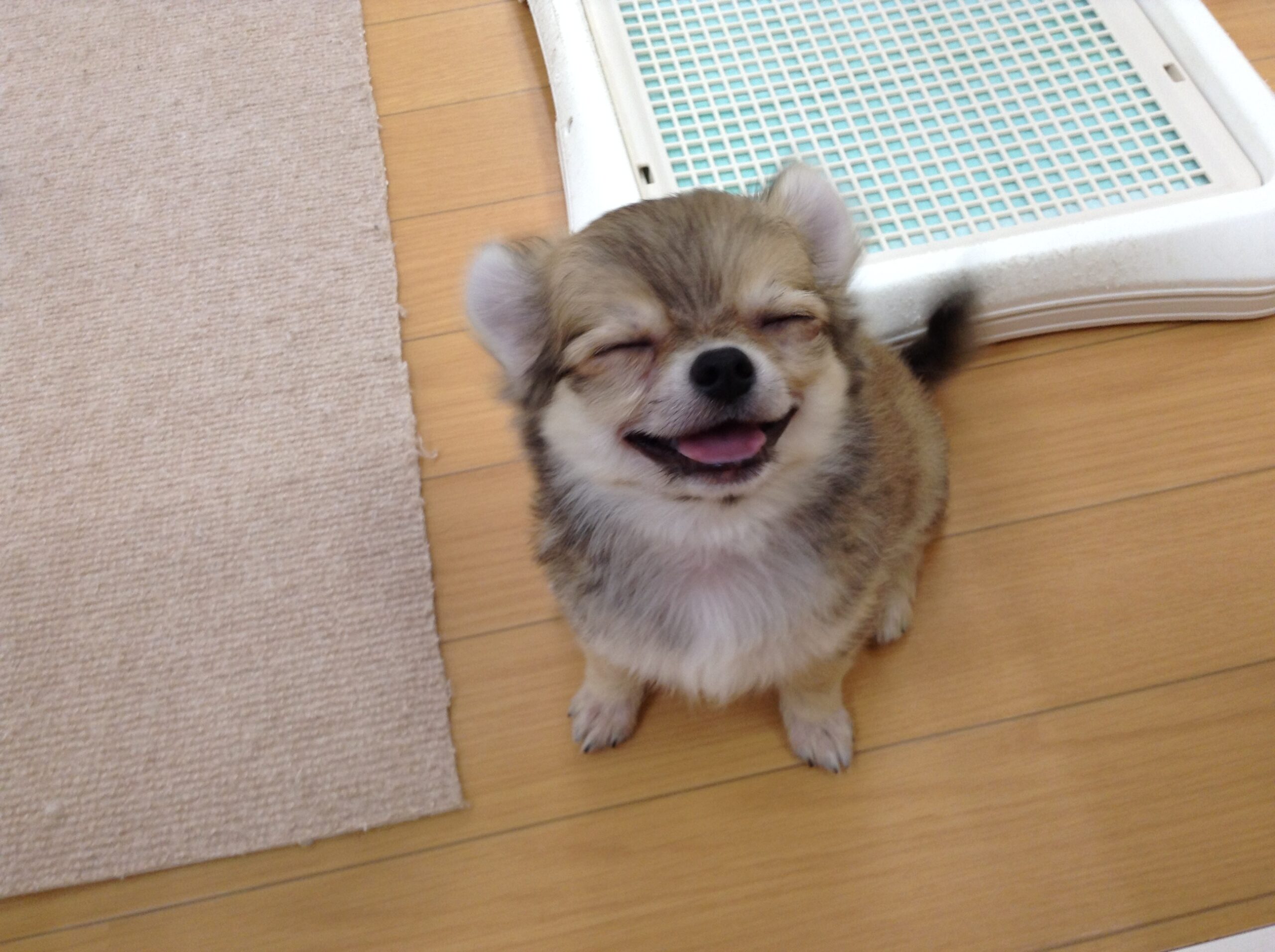 💕にゅ～オススメわんこ💕