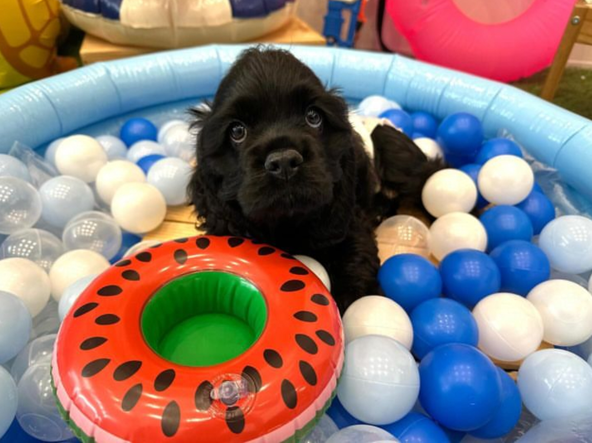 川沿店のコッカーくん🐶