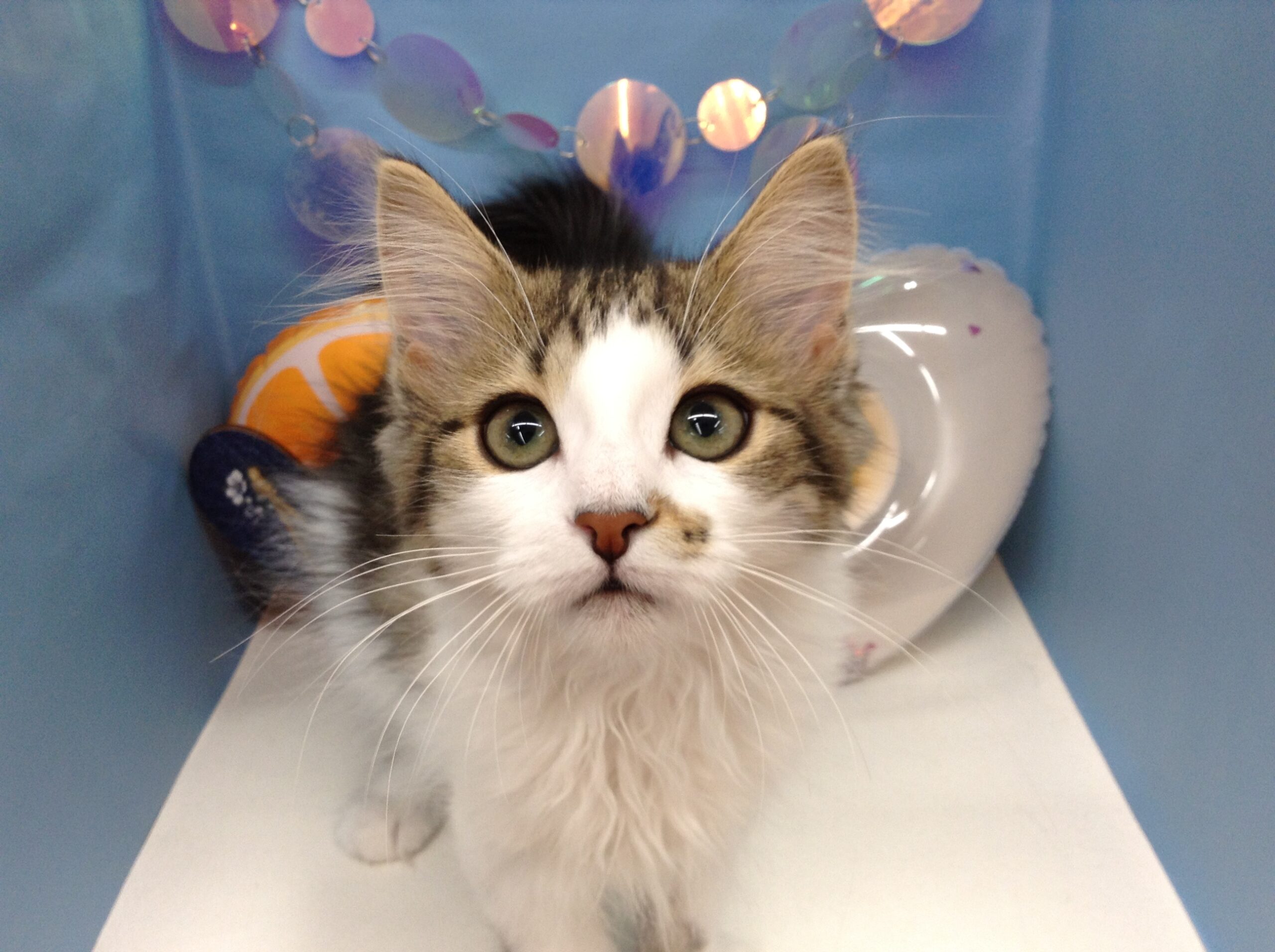 アタチ美人なのよ💕