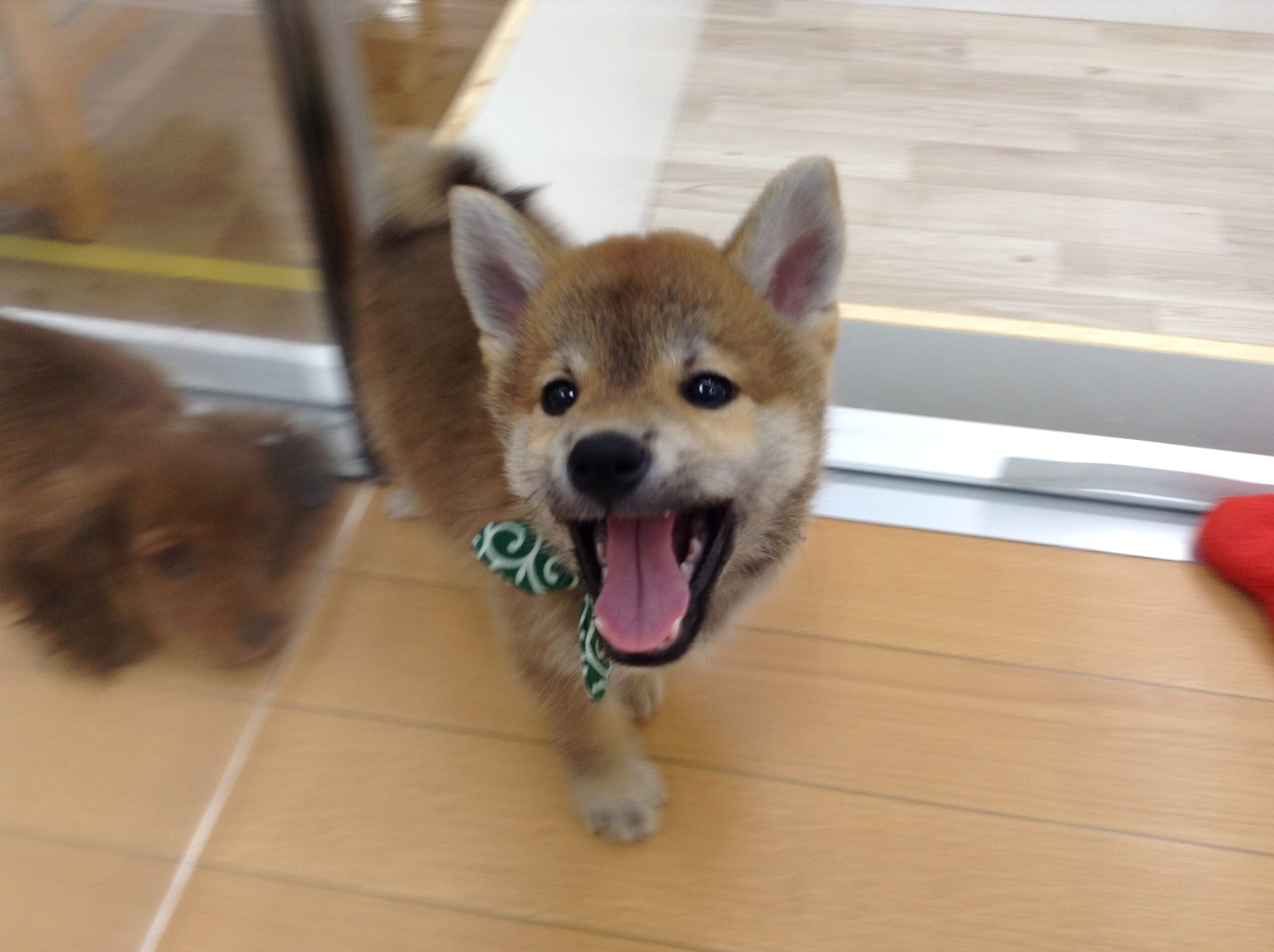 にゅ～オススメわんこのご紹介(^▽^)/