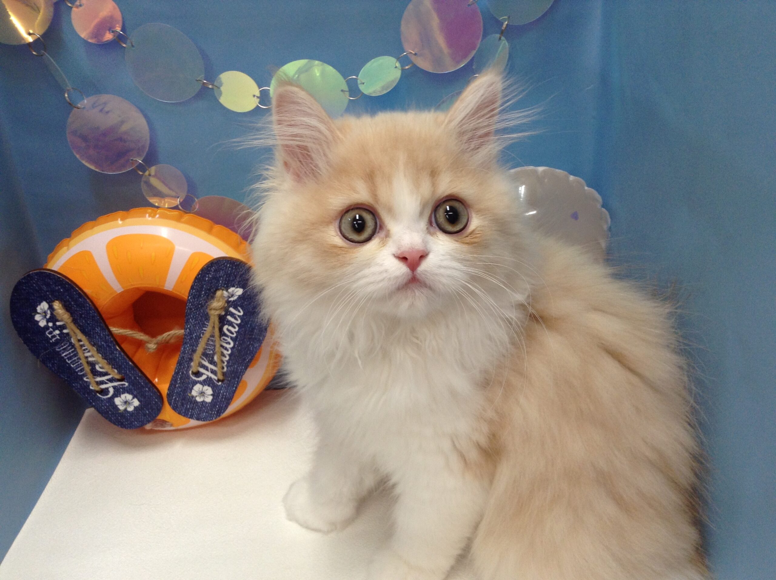 新入りにゃんこさん🐱💕