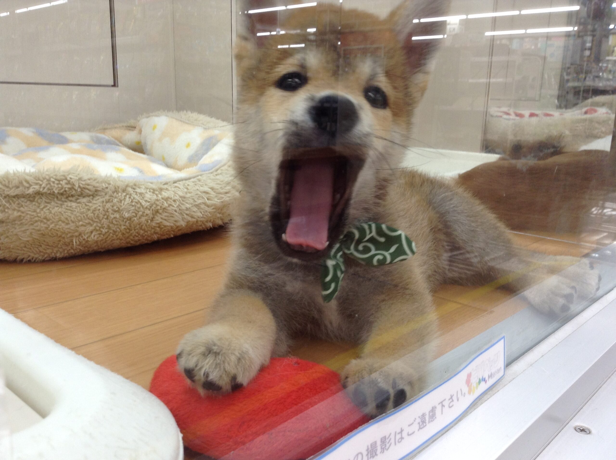 今日のしーくん🐶💗