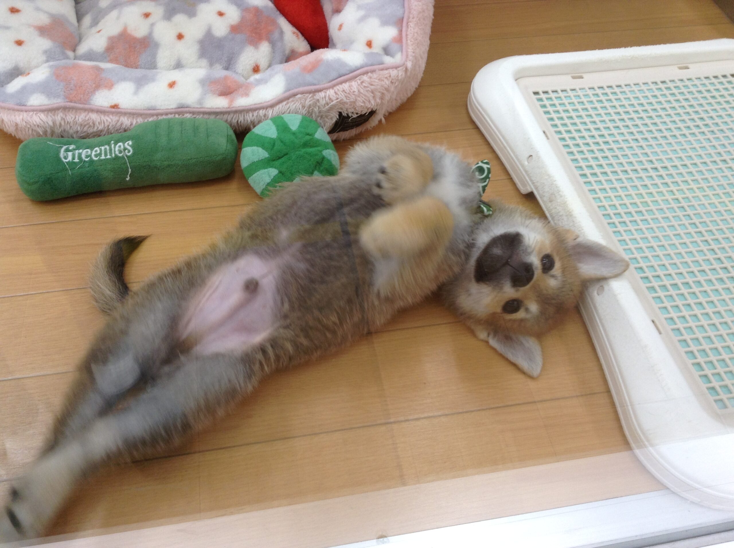 セクシーしーくん💙