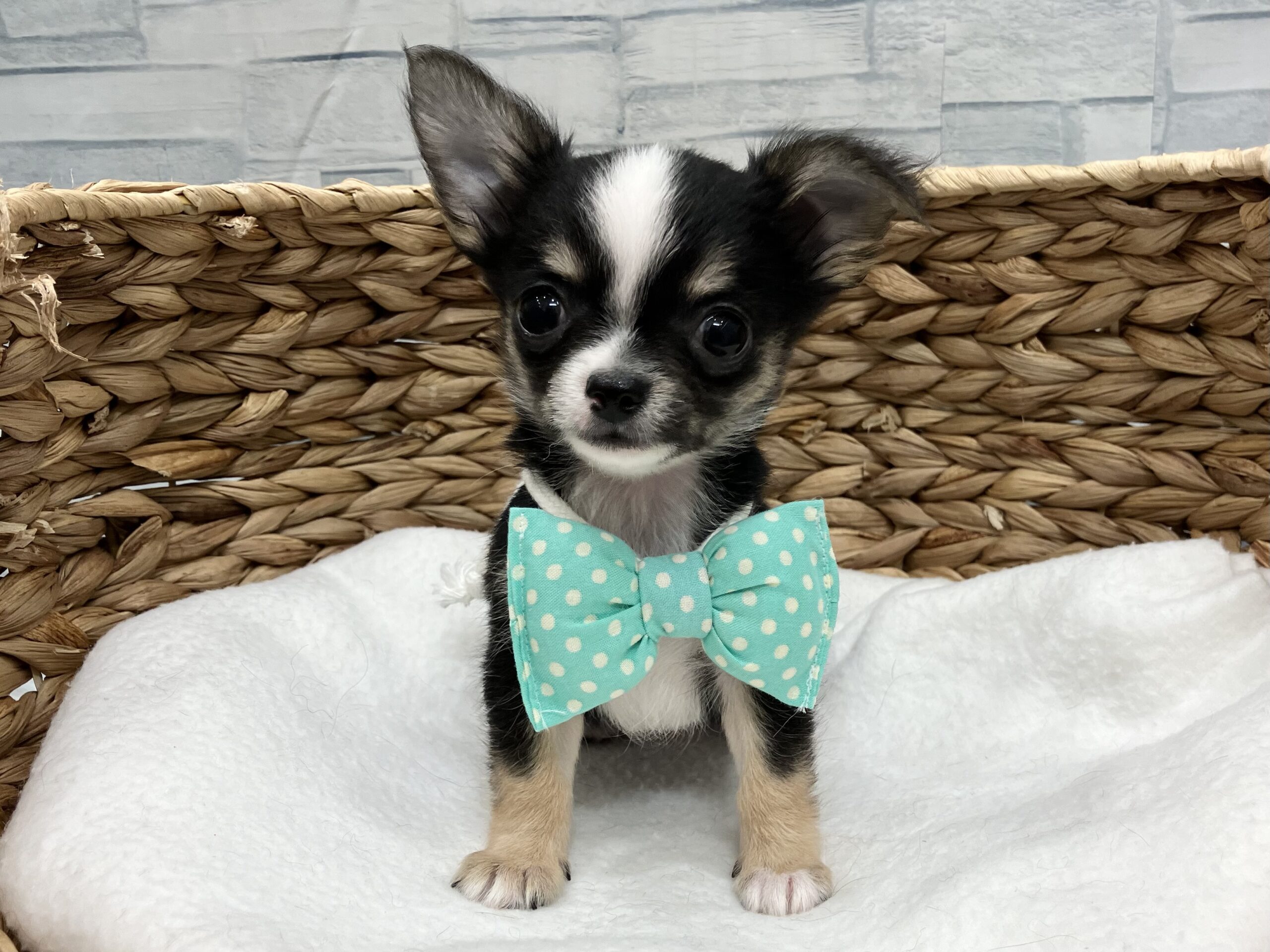 おすすめ犬バトンタッチ❣