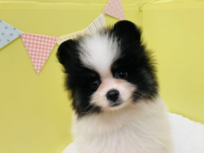 お家が決まりました🏠