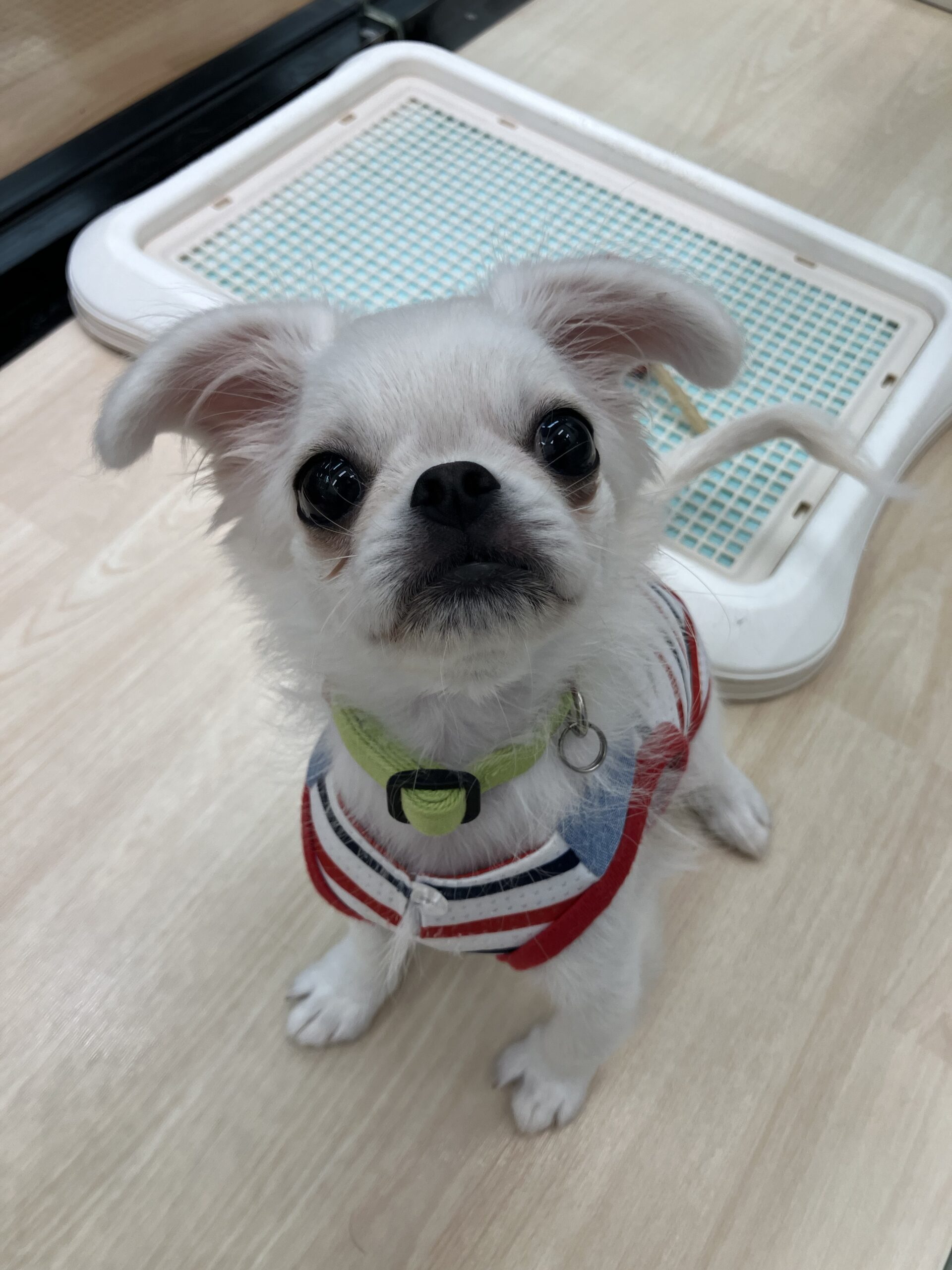 ✨🐶おすすめ犬バトンタッチ🐱✨