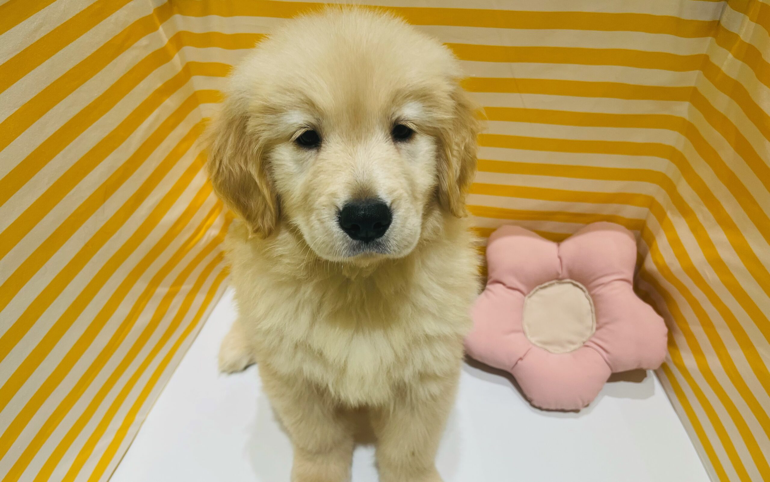 ✨🐶NEW　FACE🐱✨