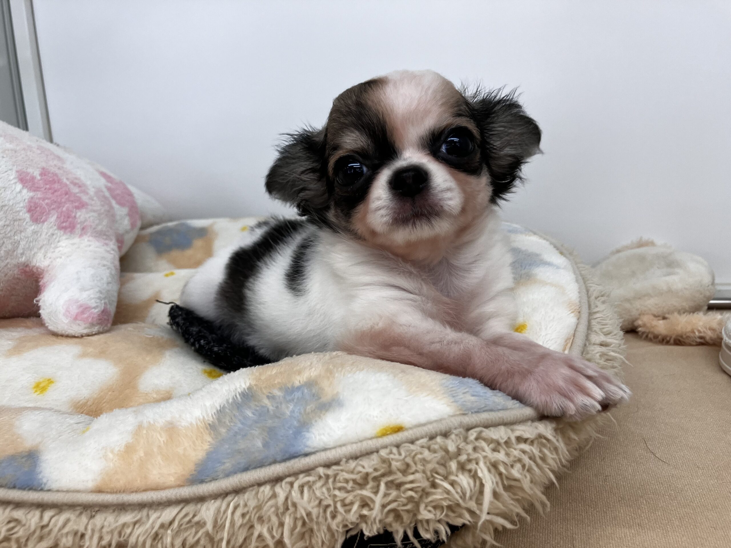 ★おすすめ犬バトンタッチ☆