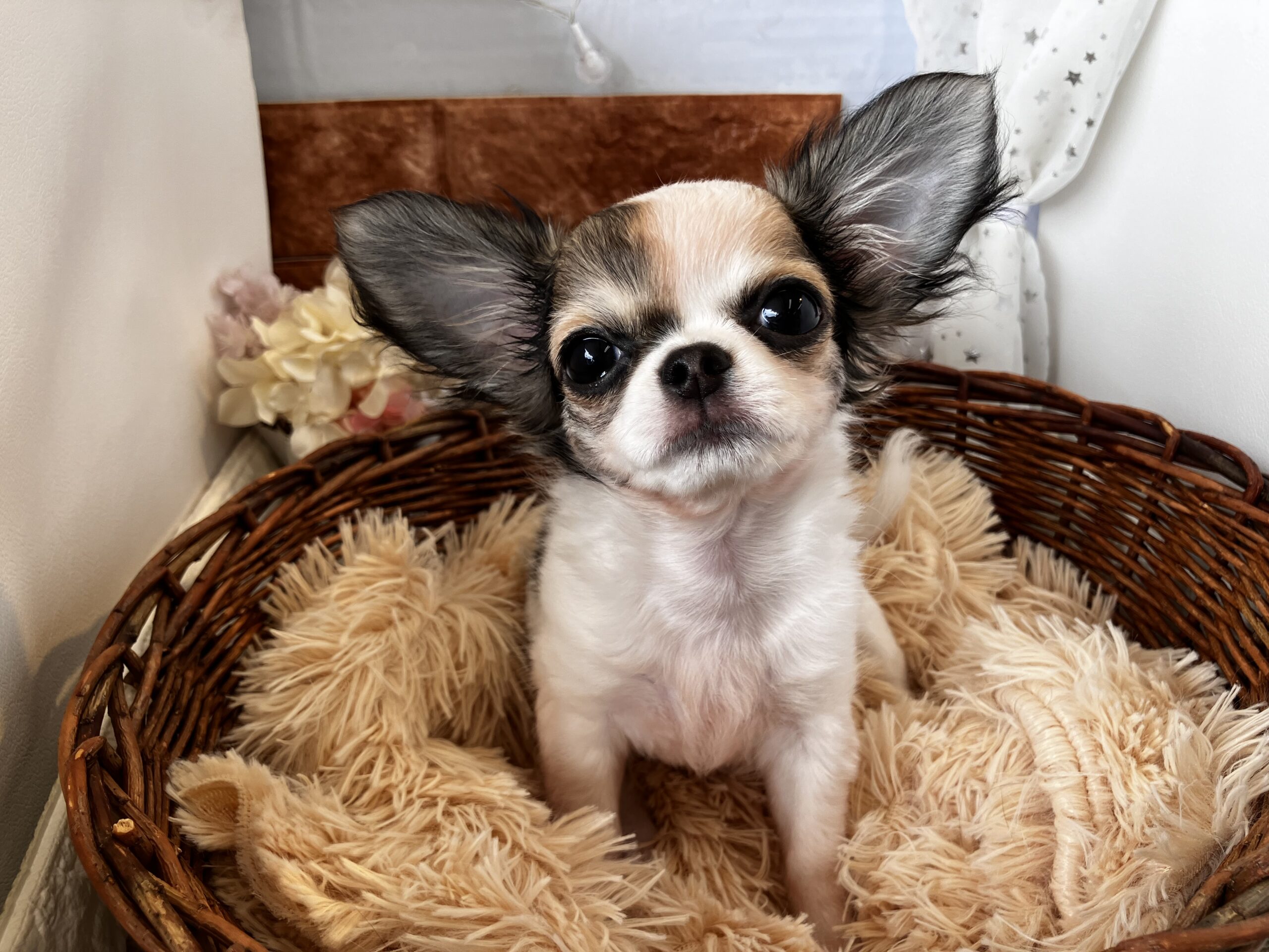 ♡♡ちーたん♡♡