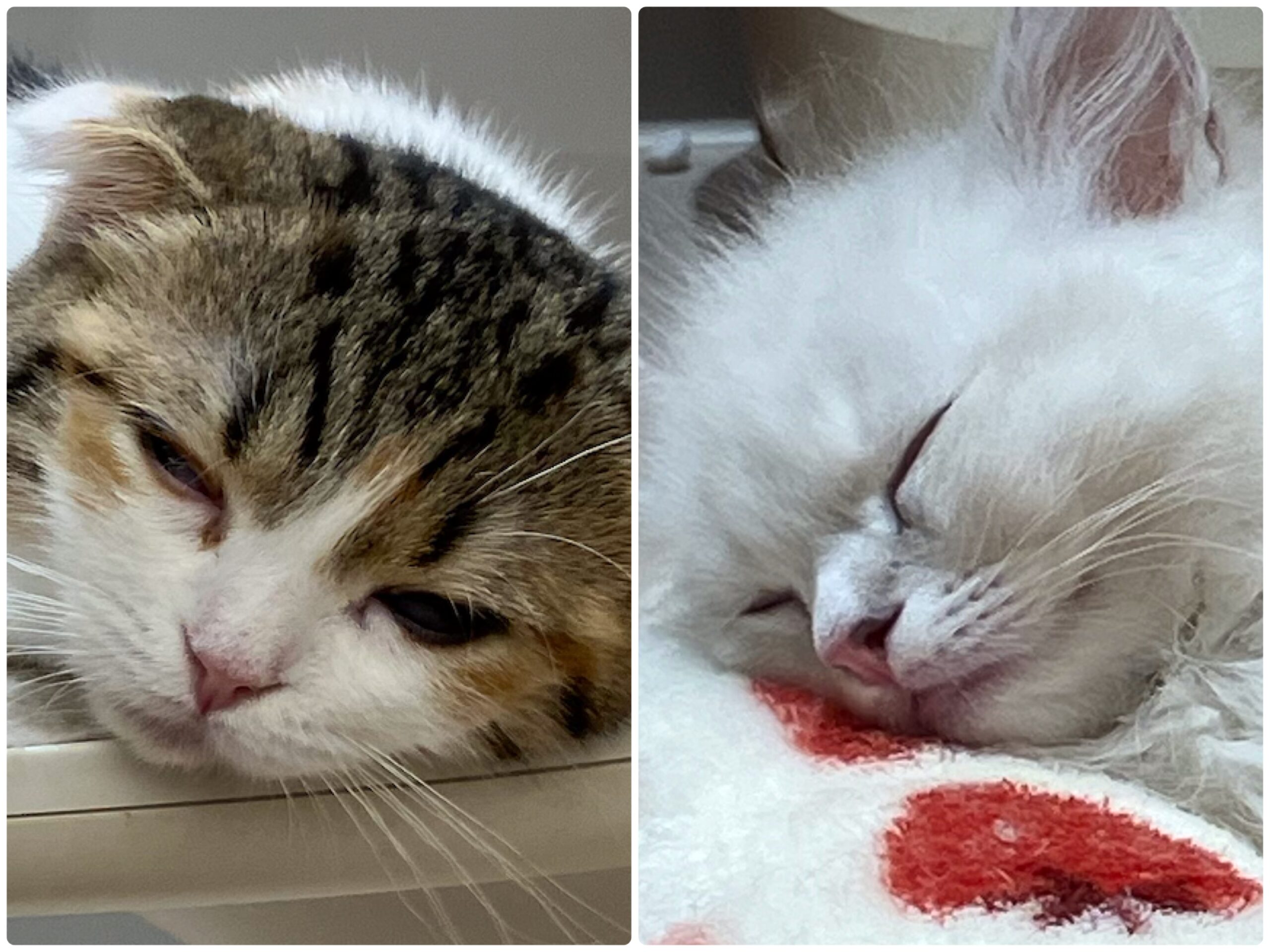 ☆美猫にゃんず☆