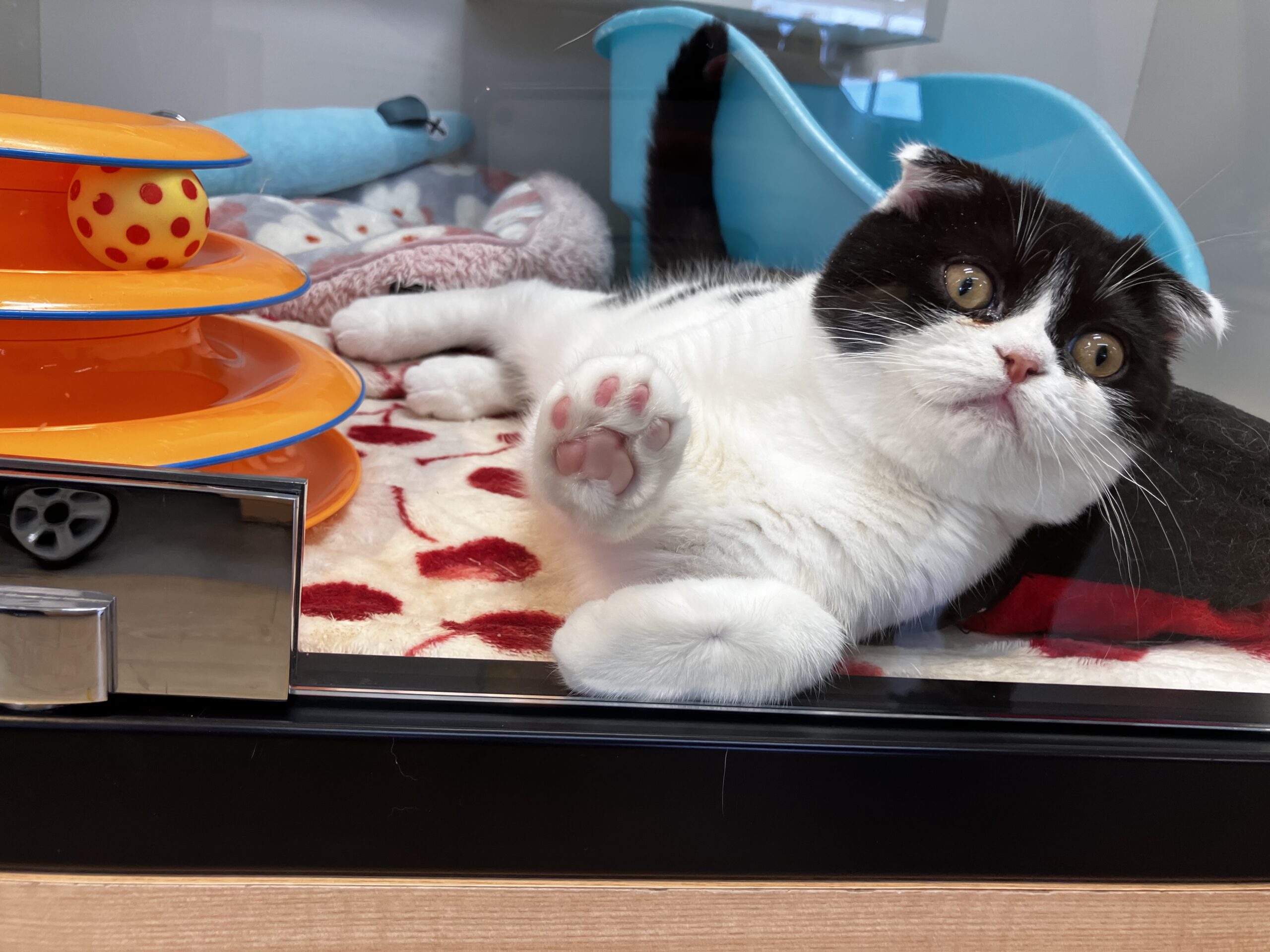 ★福住店休業のお知らせ★