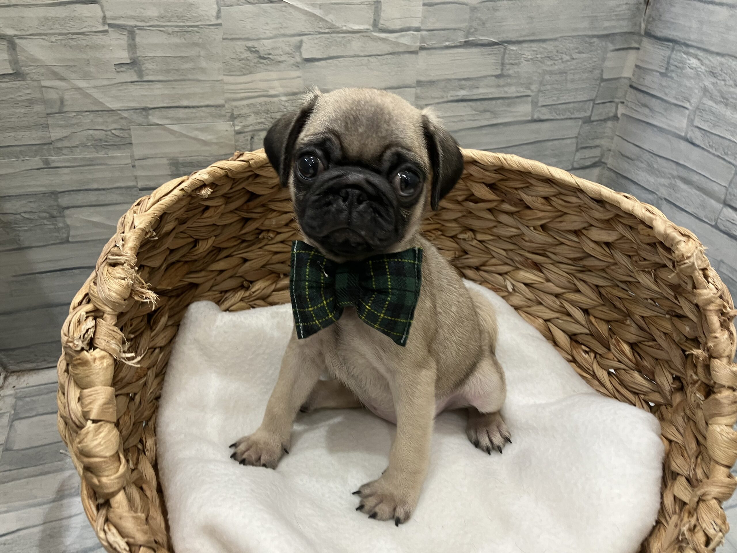 おすすめ犬バトンタッチ‼