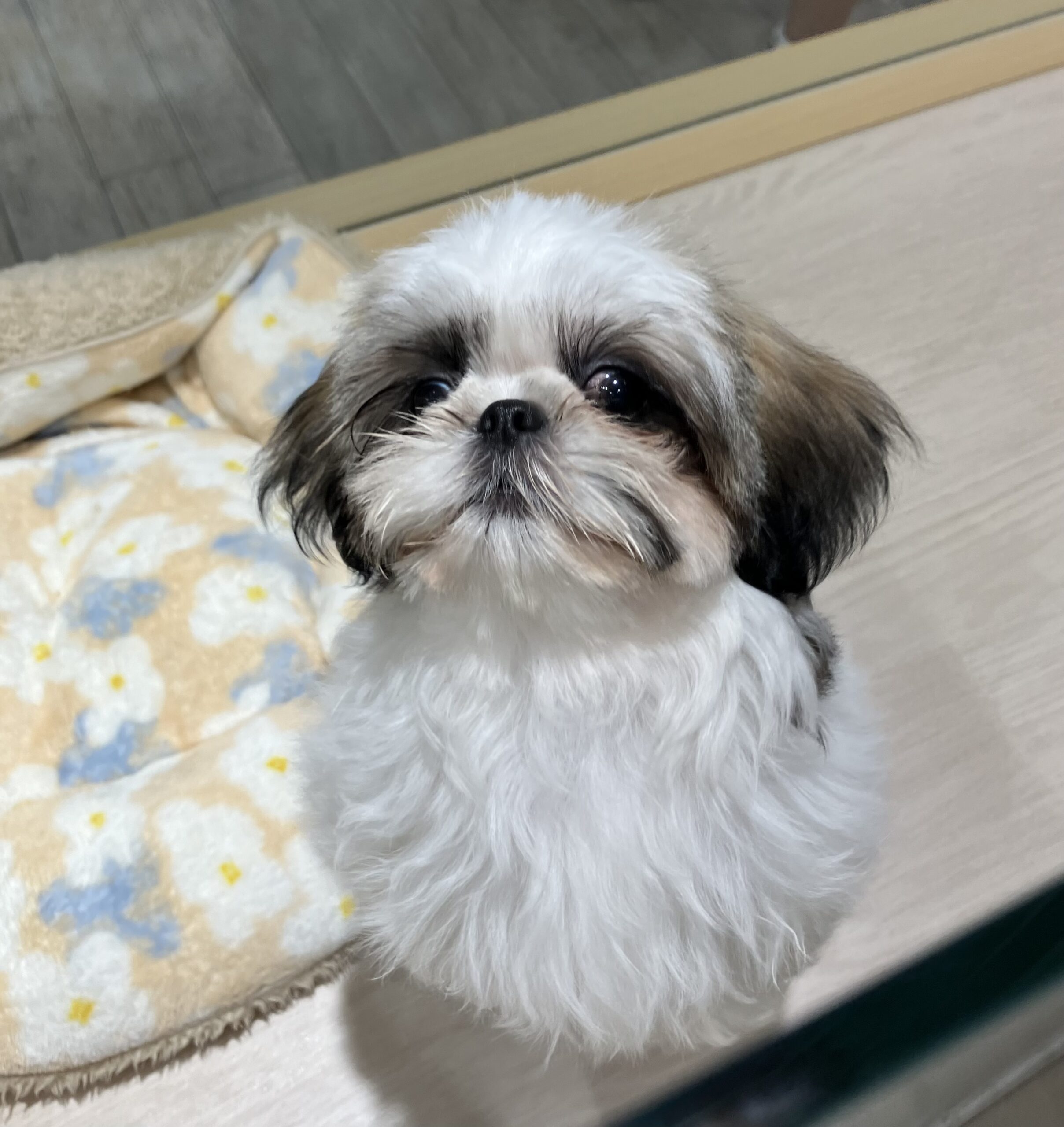 ☆旭川駅前店おすすめ犬☆