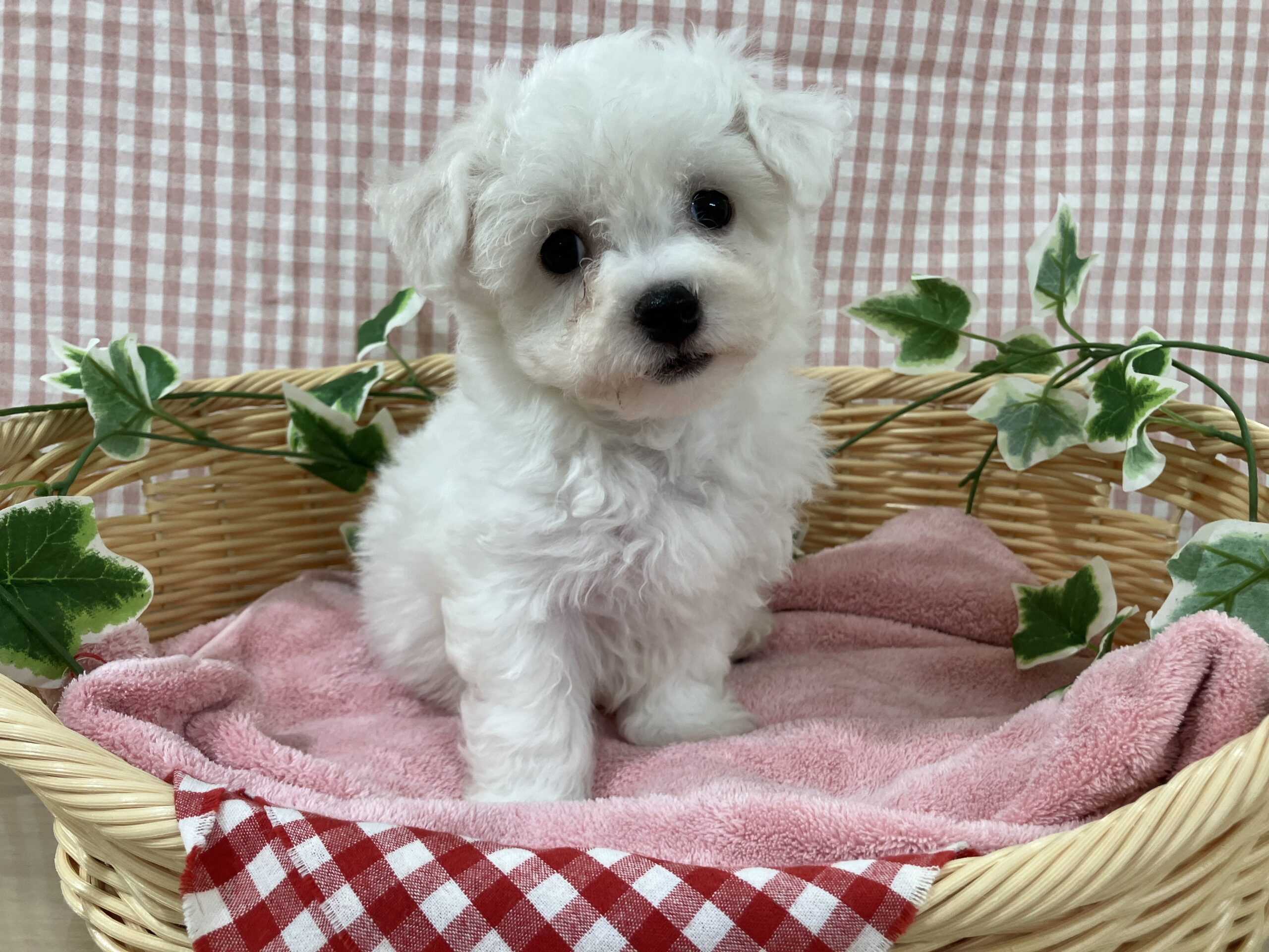 ✨🐶NEW　FACE🐶✨