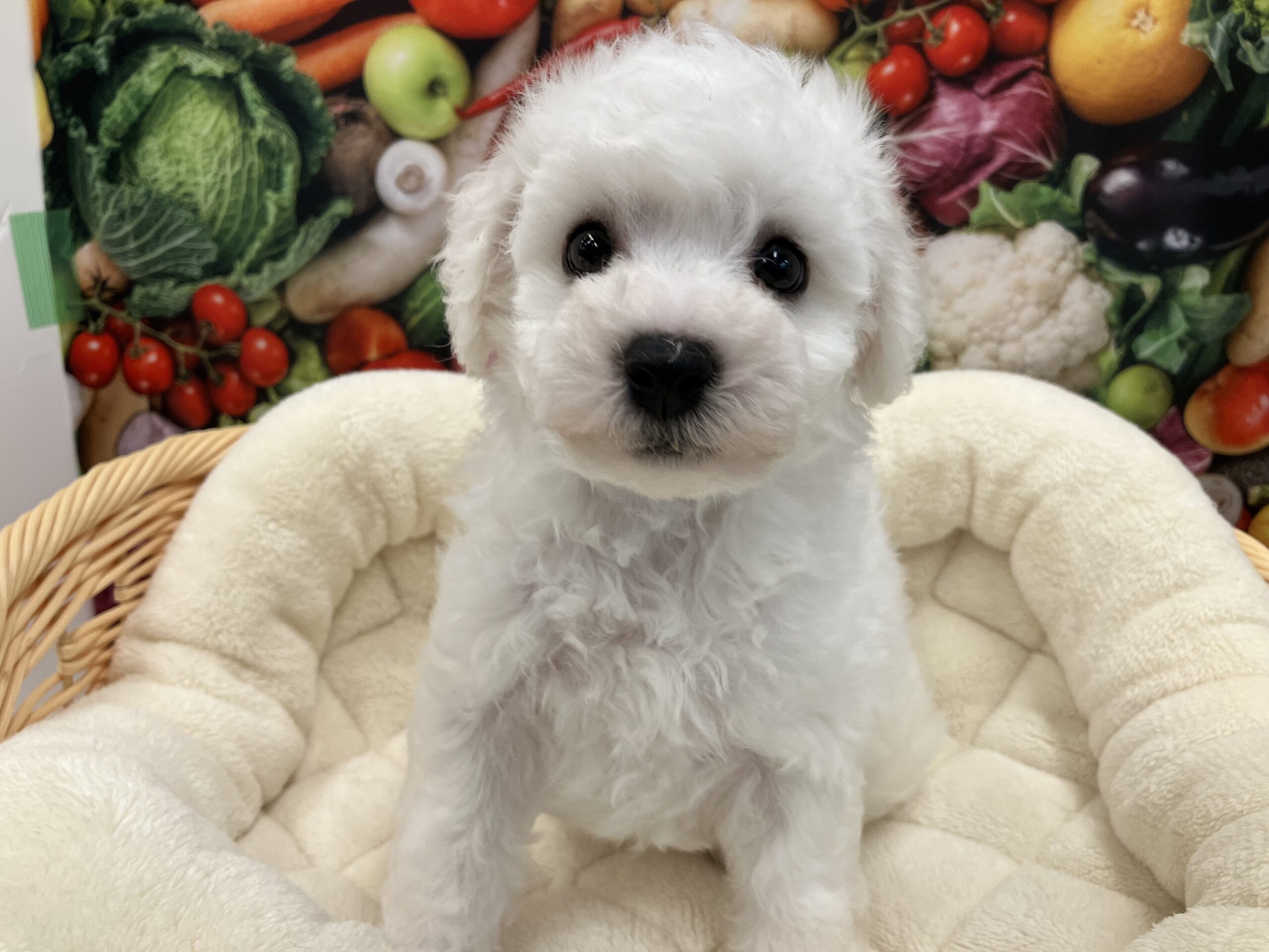 ☆NEWおすすめ犬☆