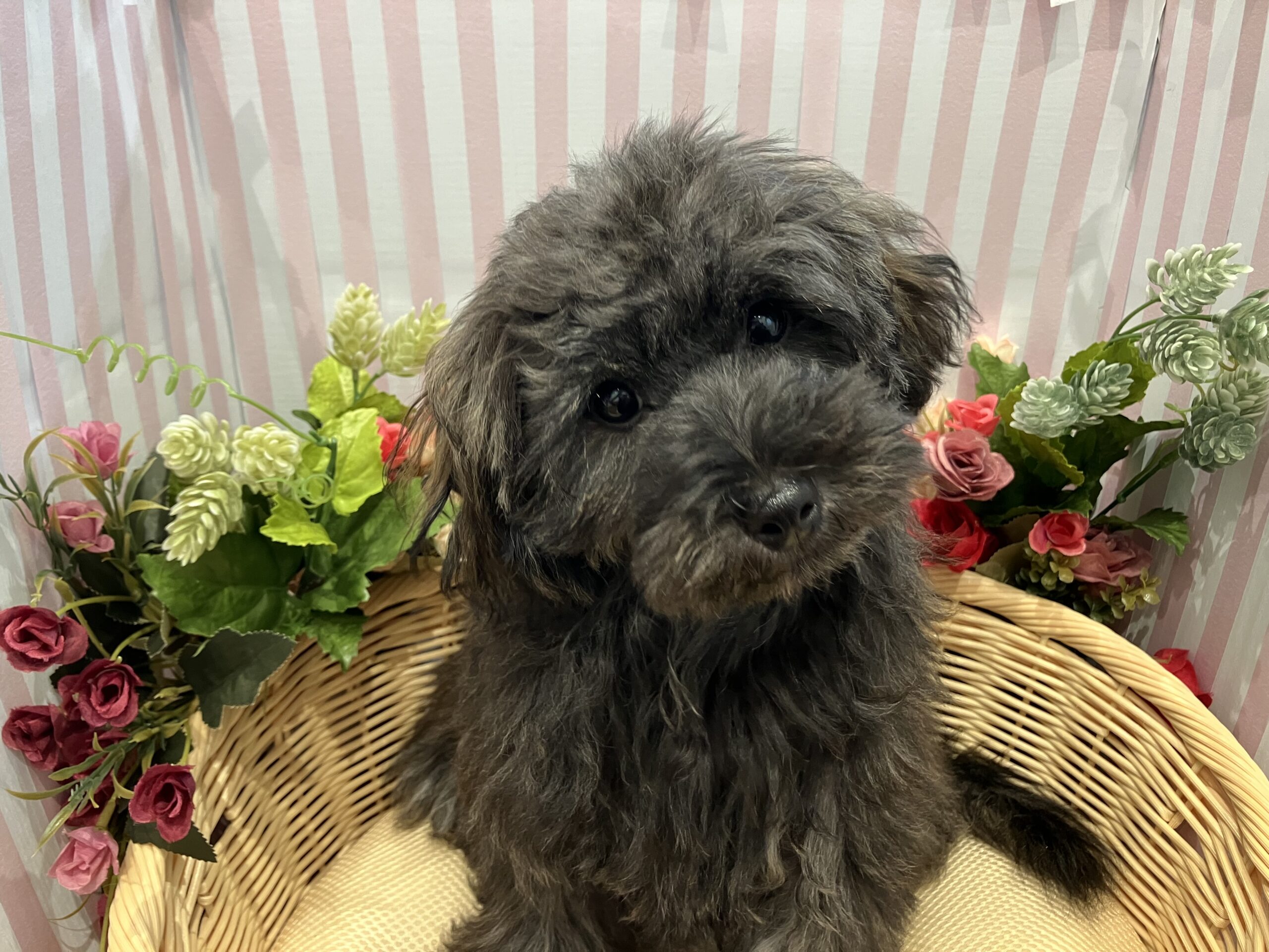 小樽店おすすめ犬✩