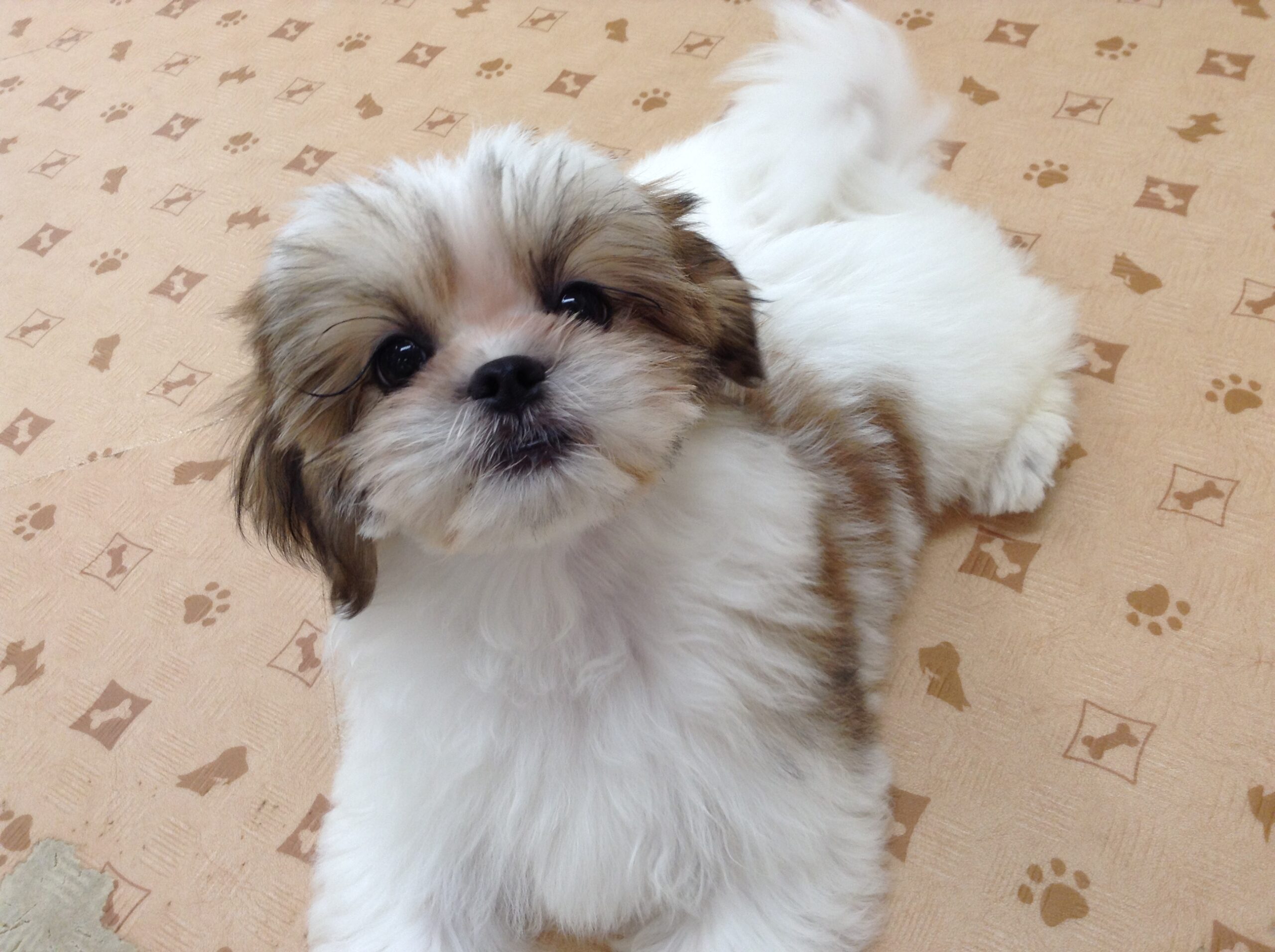 新入りわんこさん💗